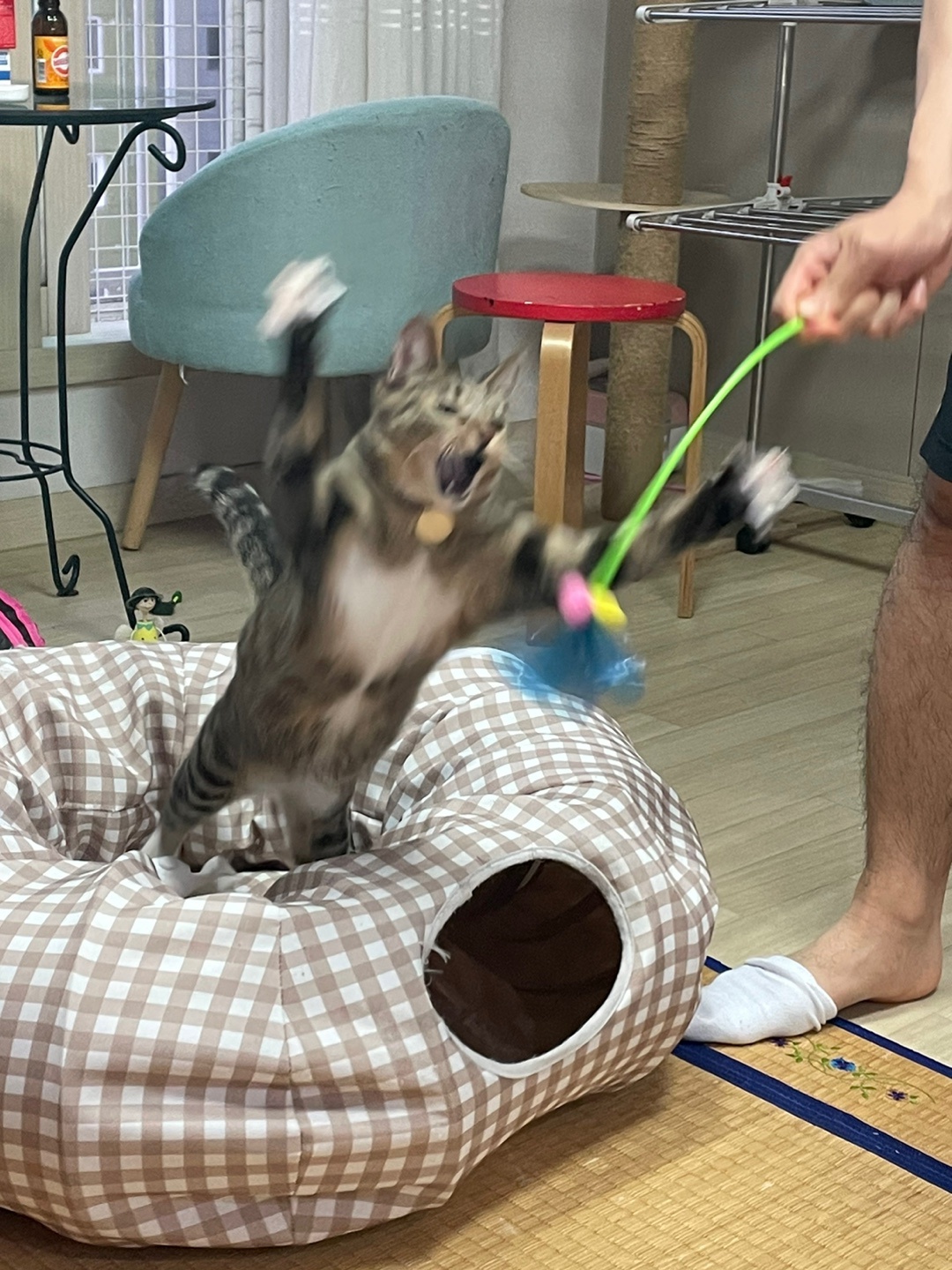 뚠뚠땡땡 고양이 길동이(승희)가 집에온지 7개월이 지났어요