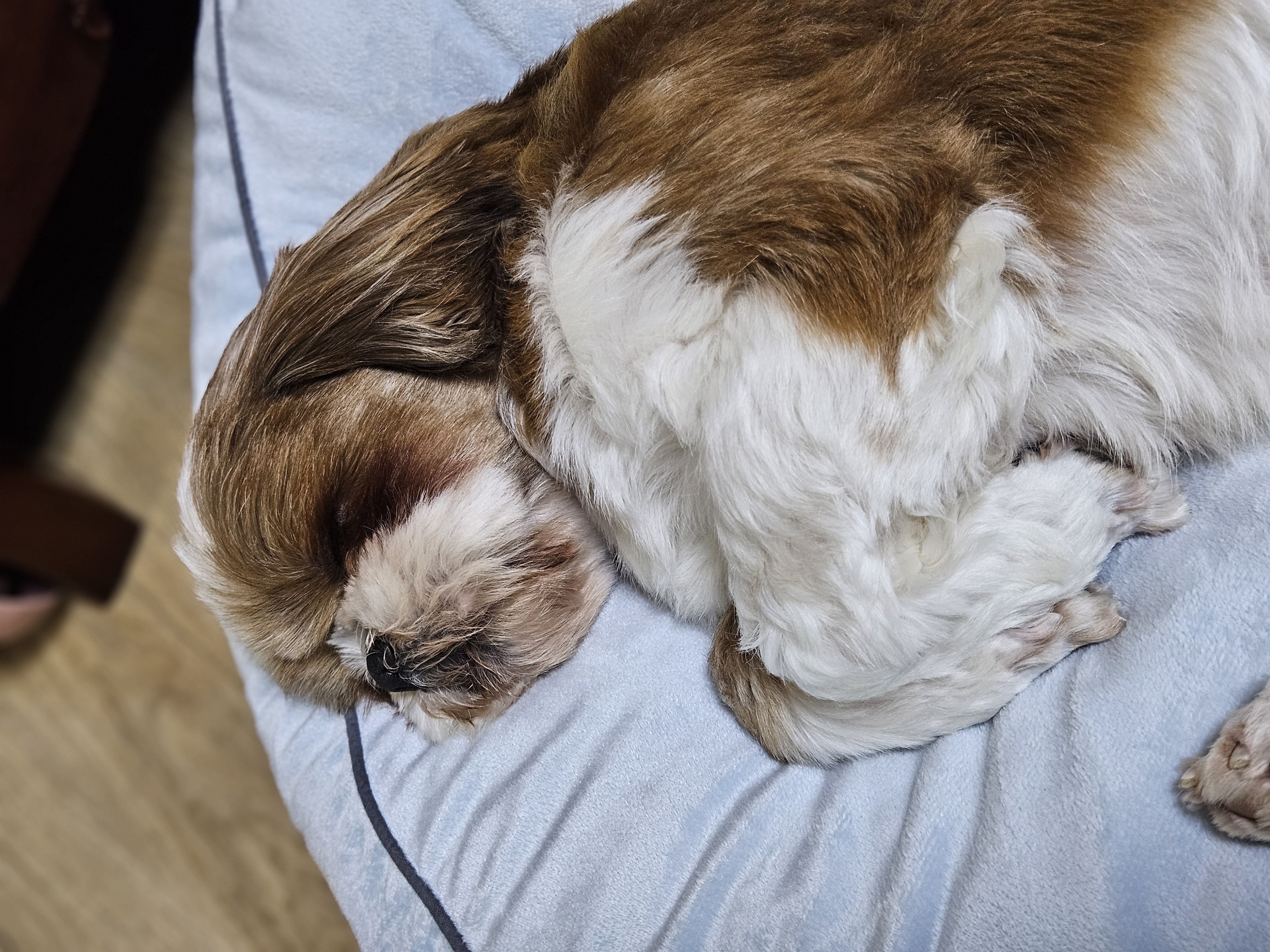 동동이(용자)와 가족이 된지 한달 되었어요