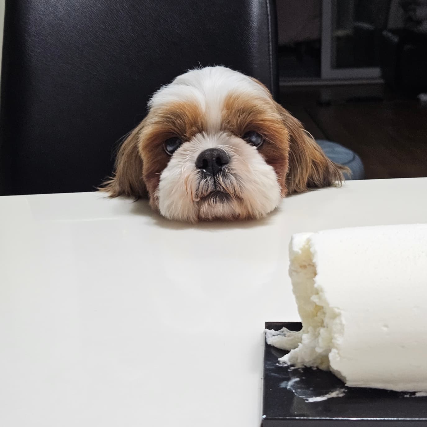 동동이(용자)와 가족이 된지 한달 되었어요