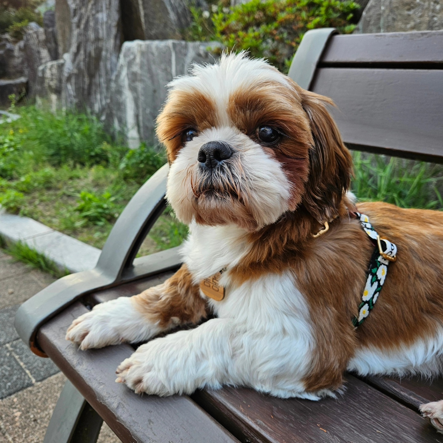 동동이(용자)와 가족이 된지 한달 되었어요