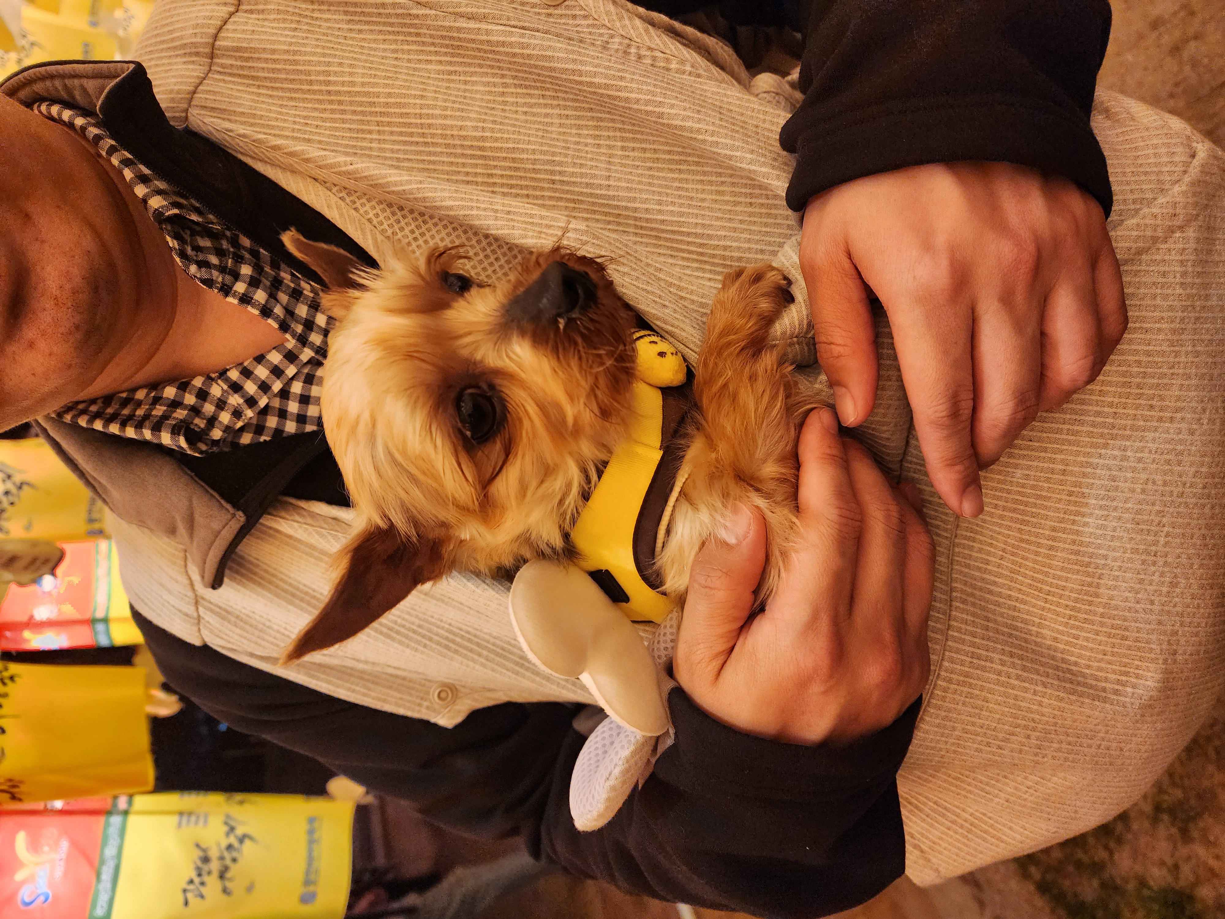 뽀테 임보 한달기