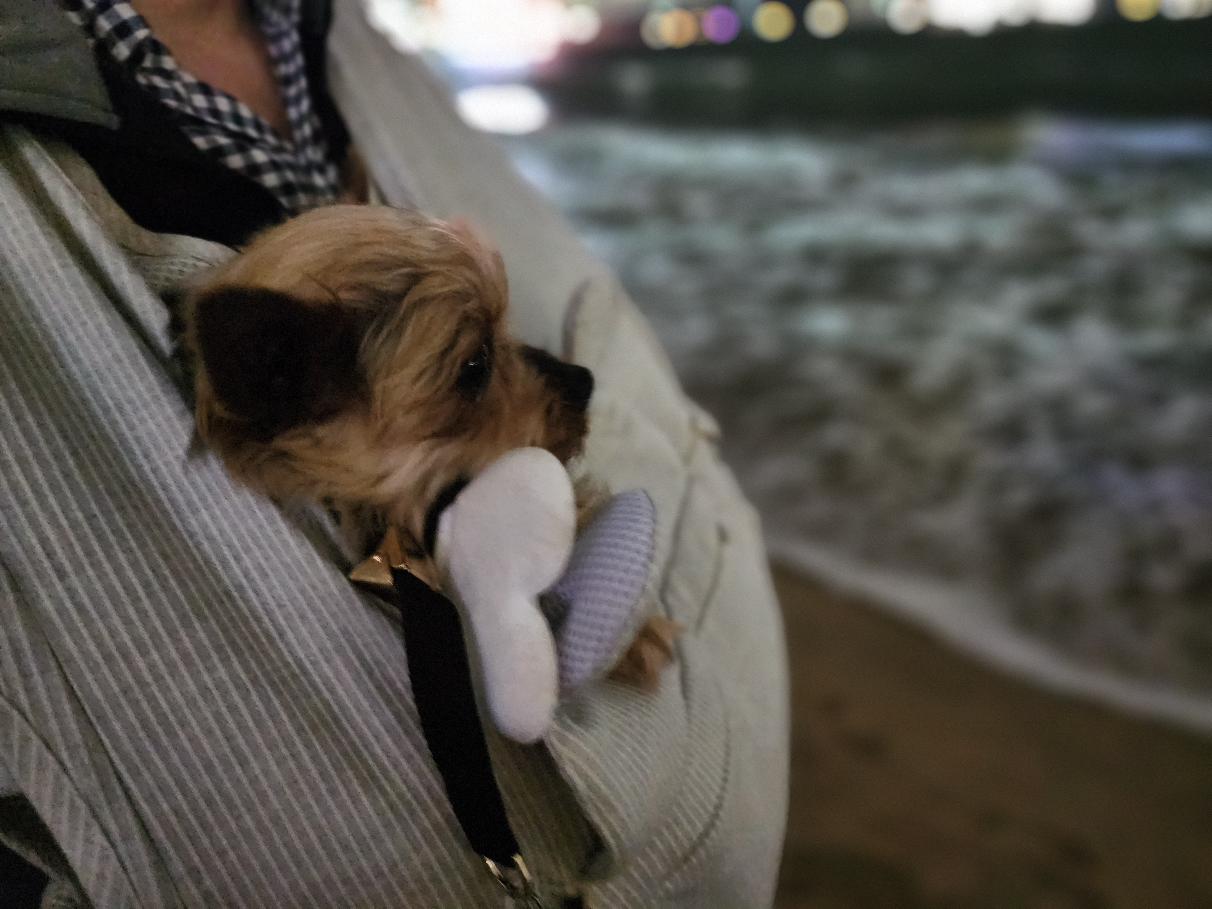 뽀테 임보 한달기