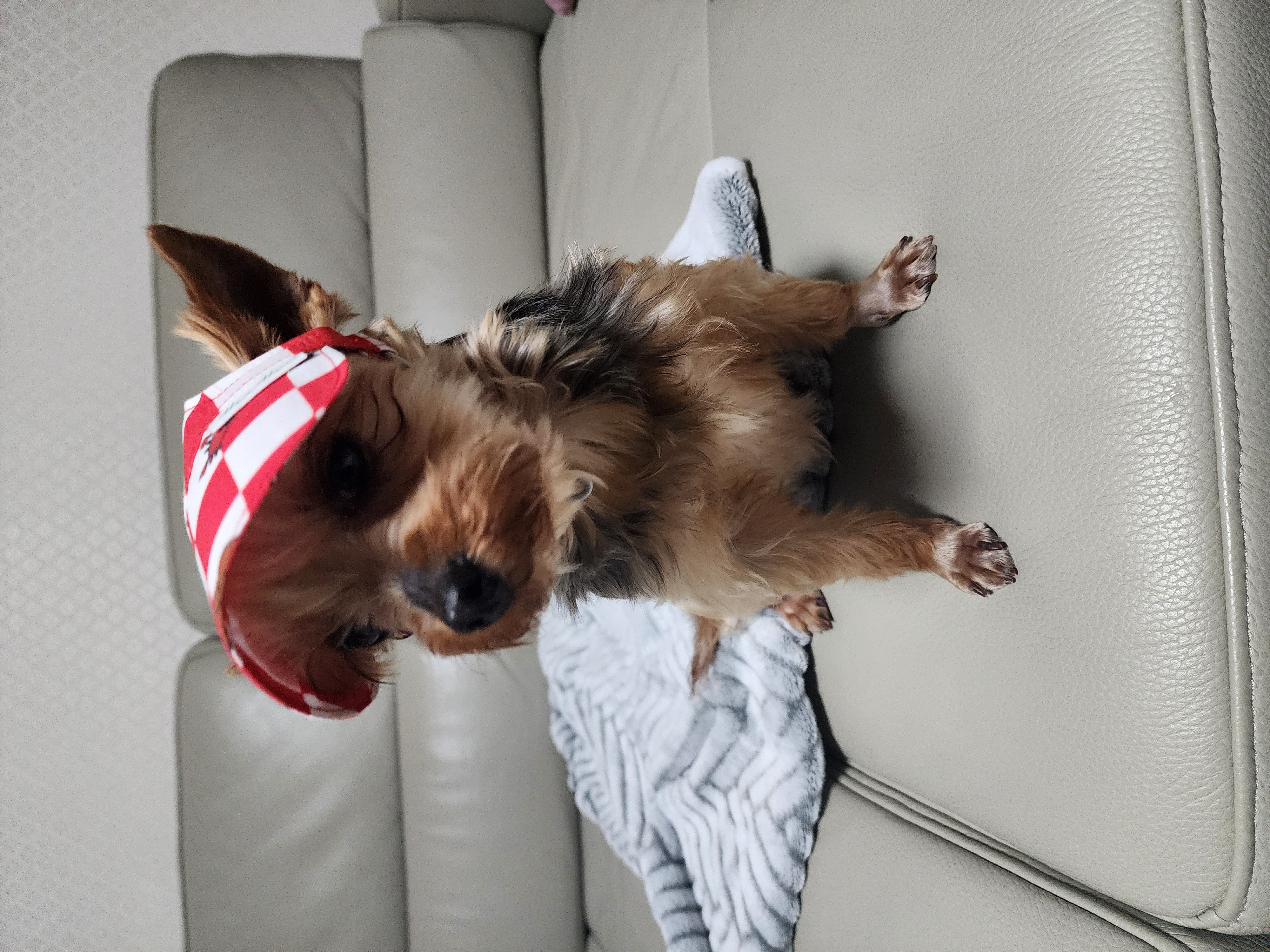 뽀테 임보 한달기