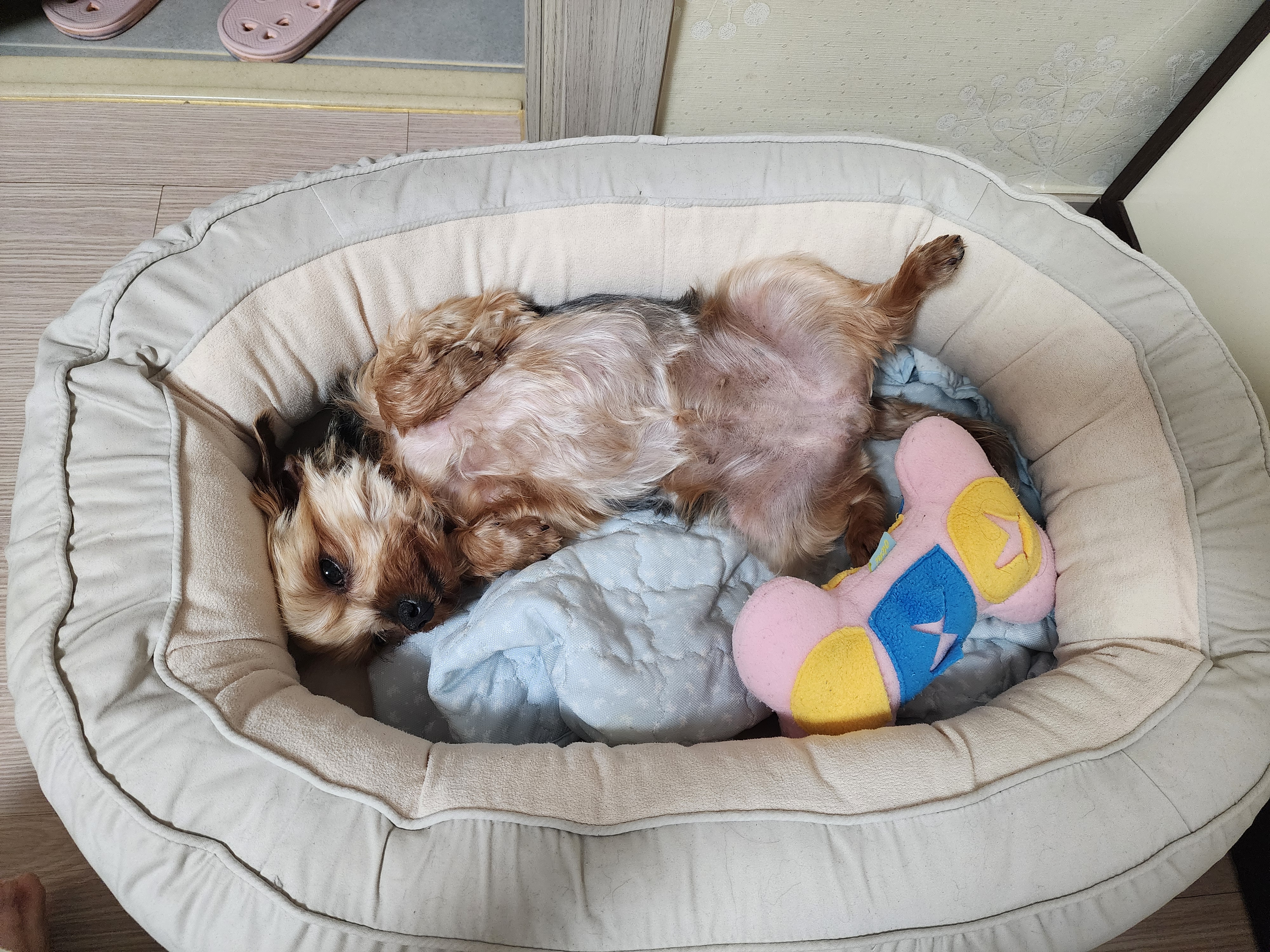 뽀테 임보 한달기