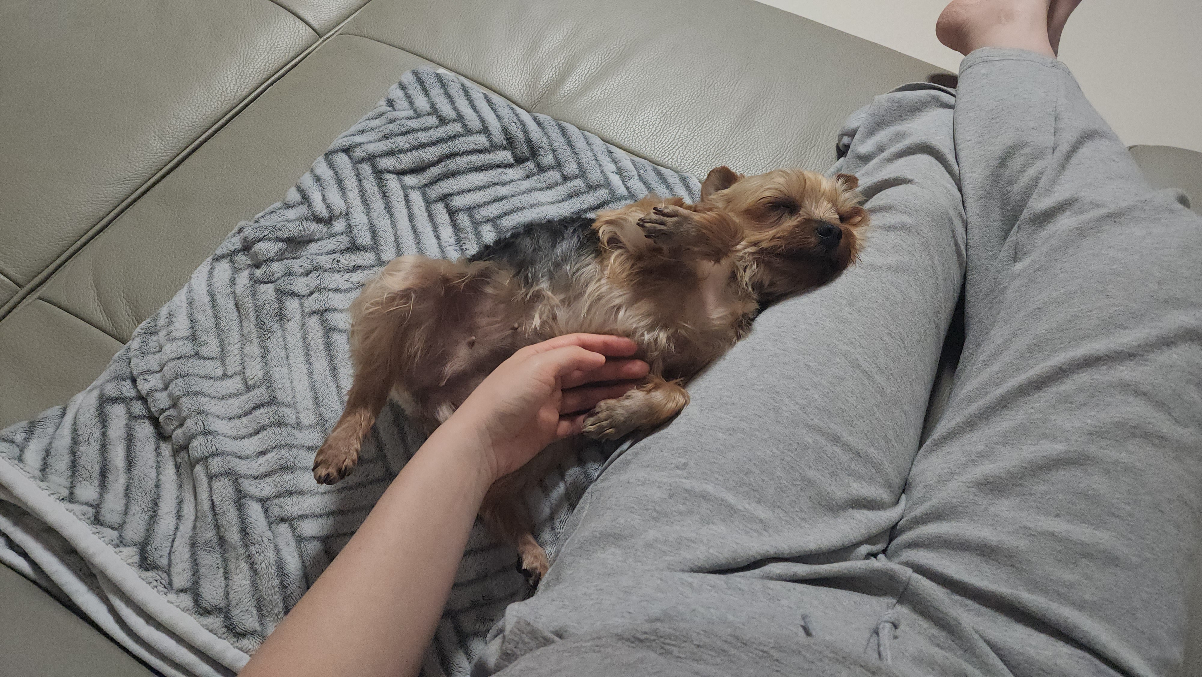 뽀테 임보 한달기