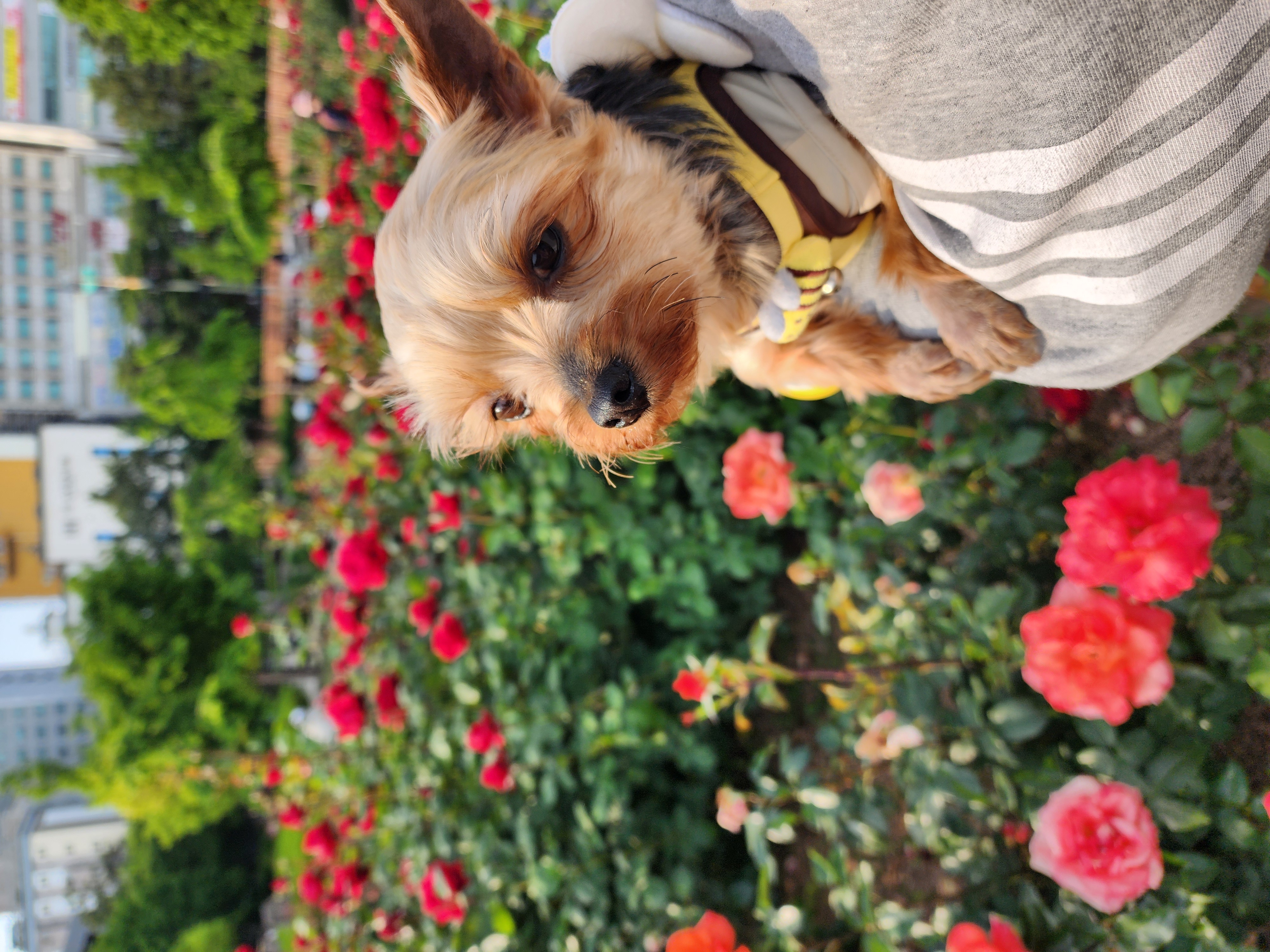 뽀테 임보 한달기