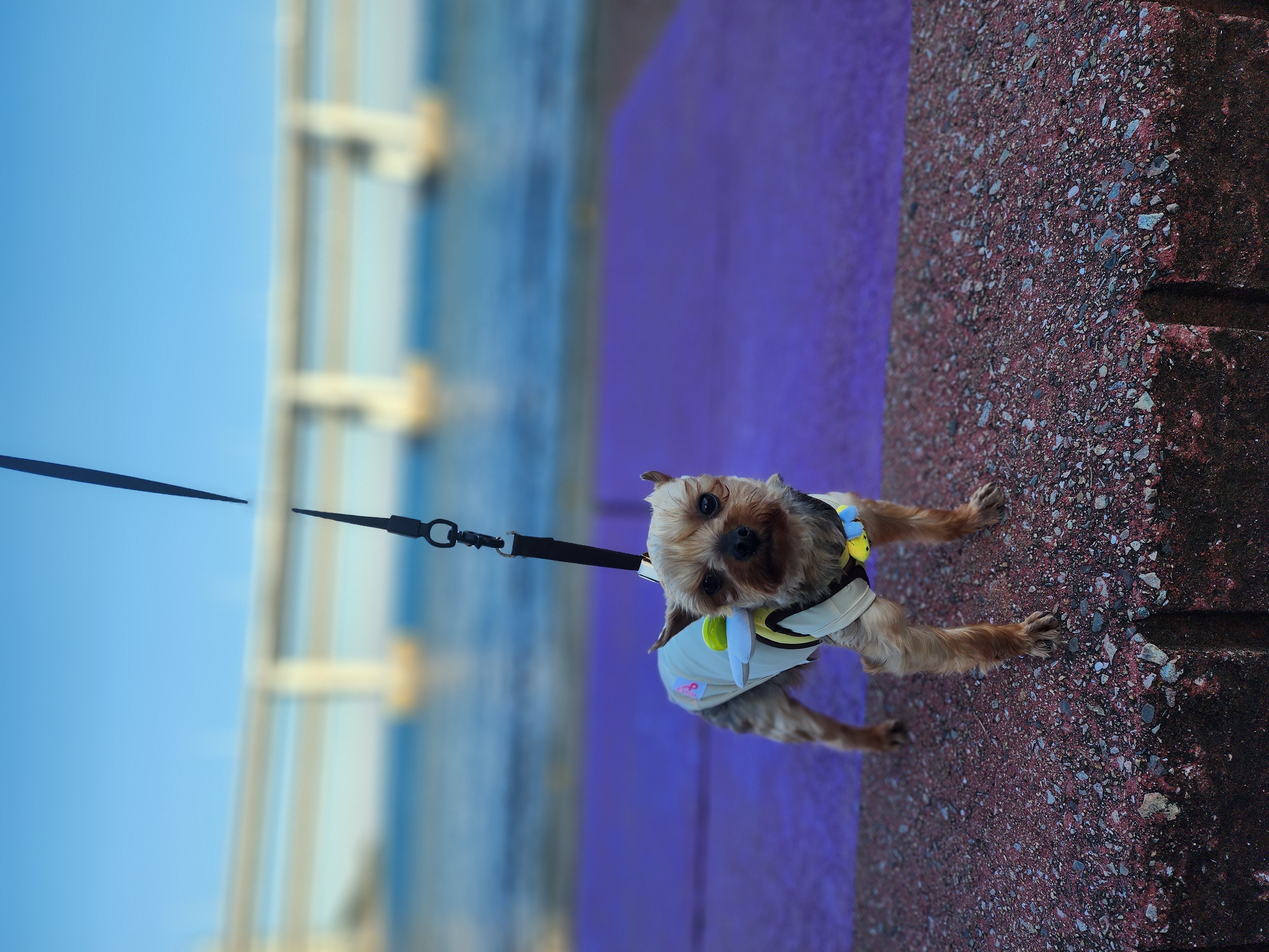 뽀테 임보 한달기