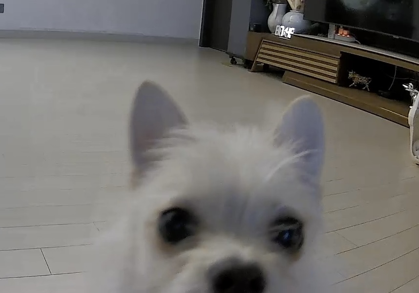 보령-103 포요 임보 일주일 후기