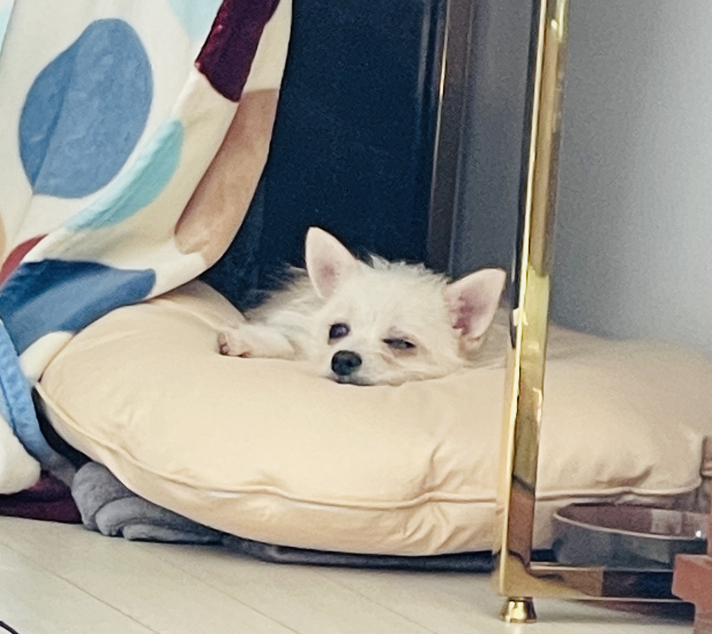 보령-103 포요 임보 일주일 후기