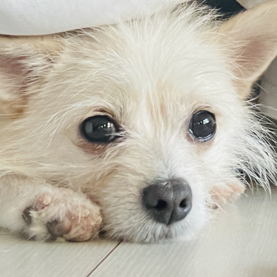 보령-103 포요 임보 일주일 후기