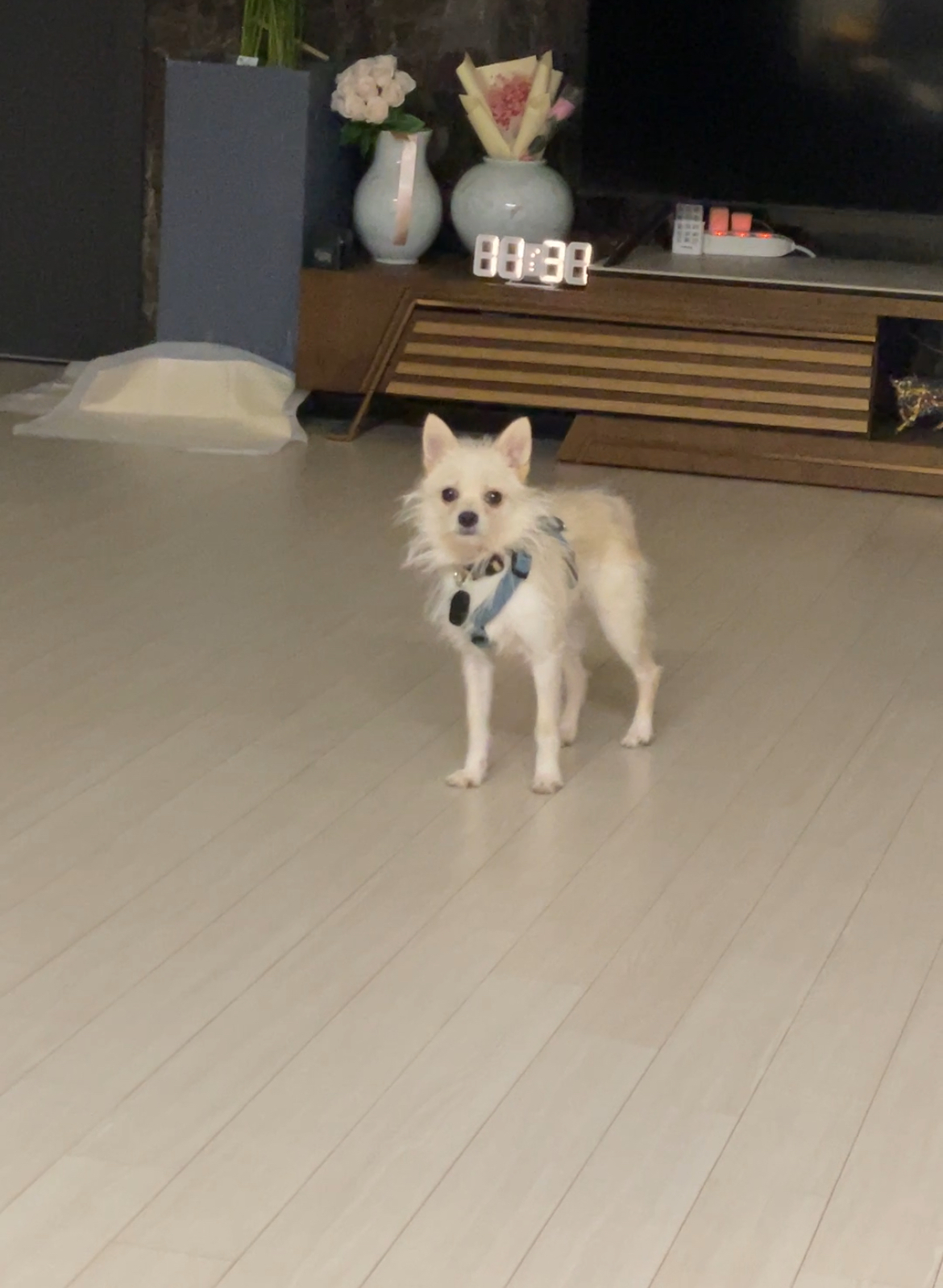 보령-103 포요 임보 일주일 후기