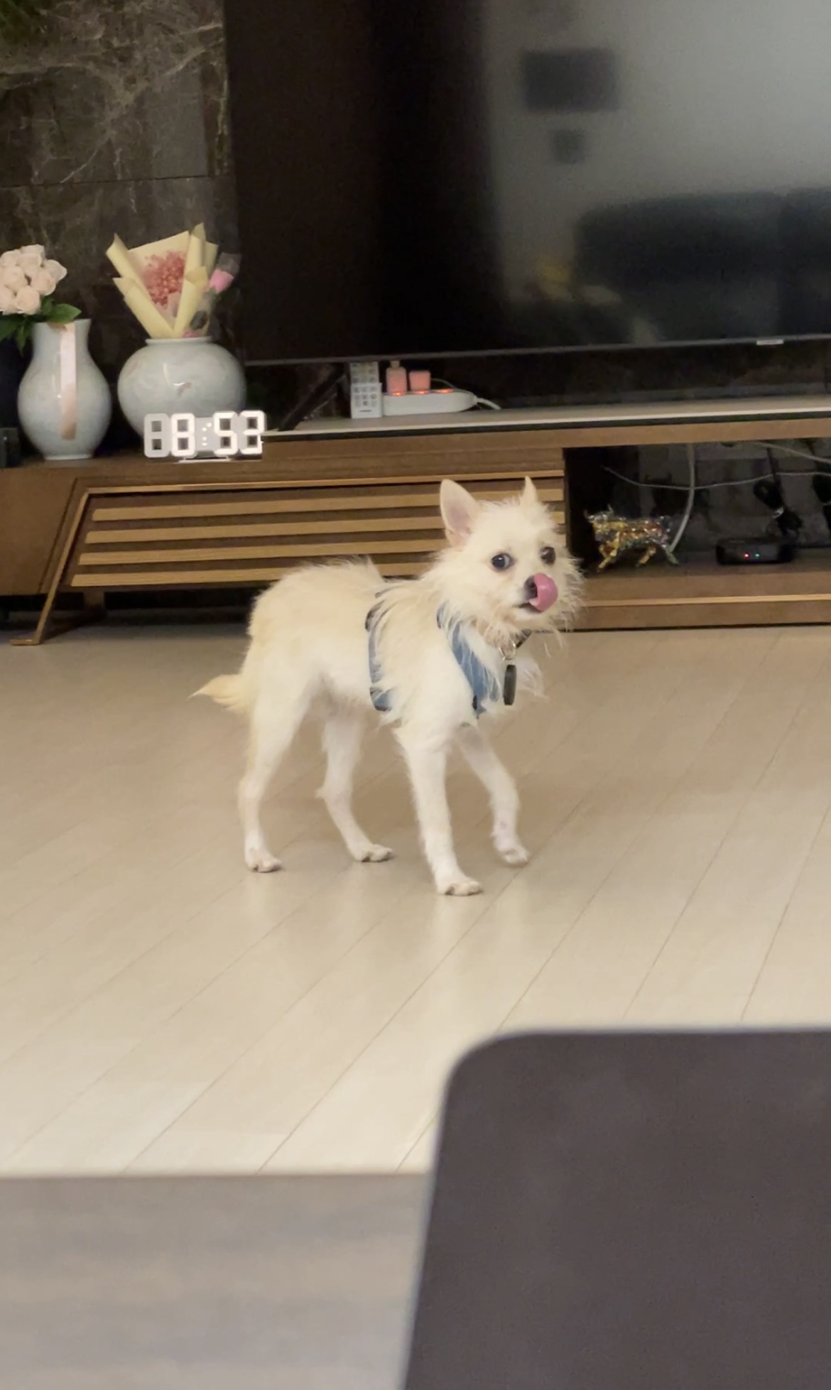 보령-103 포요 임보 일주일 후기