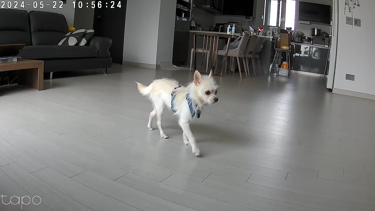 보령-103 포요 임보 일주일 후기