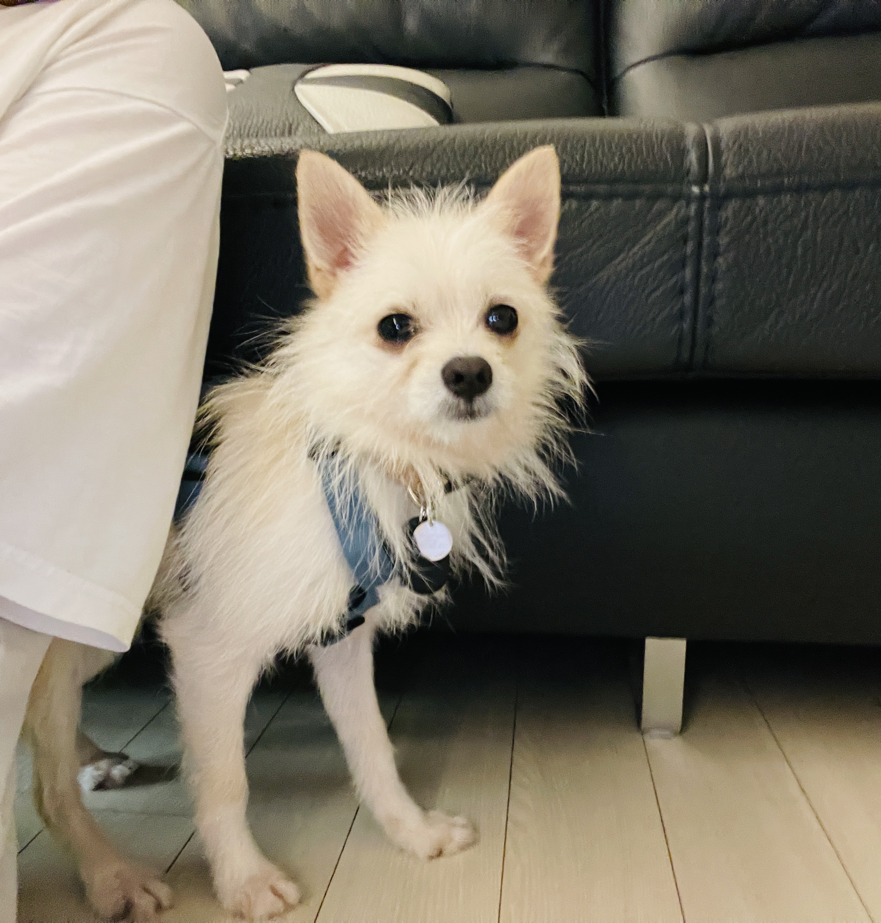 보령-103 포요 임보 일주일 후기