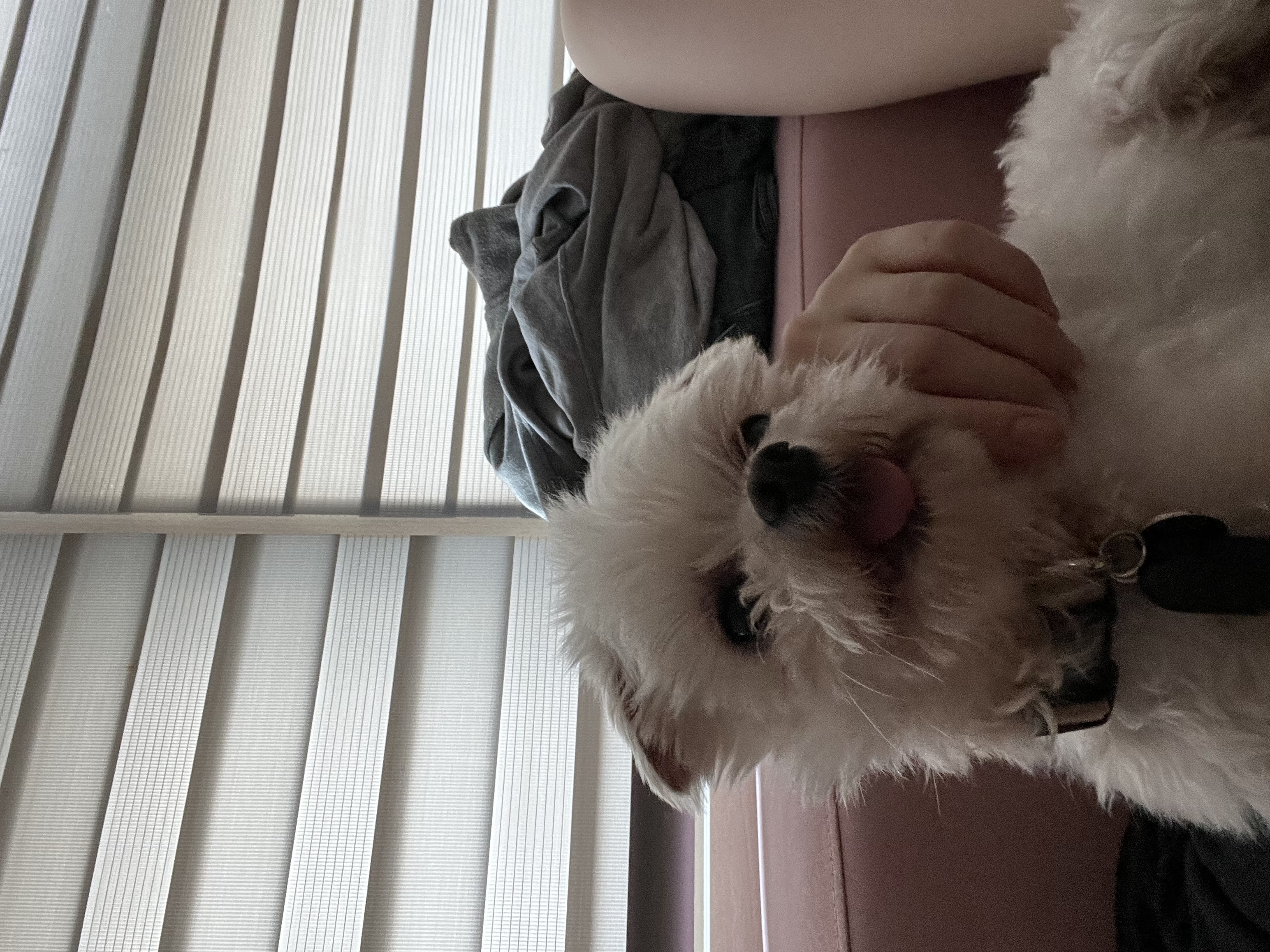 예티 임보 일주일차