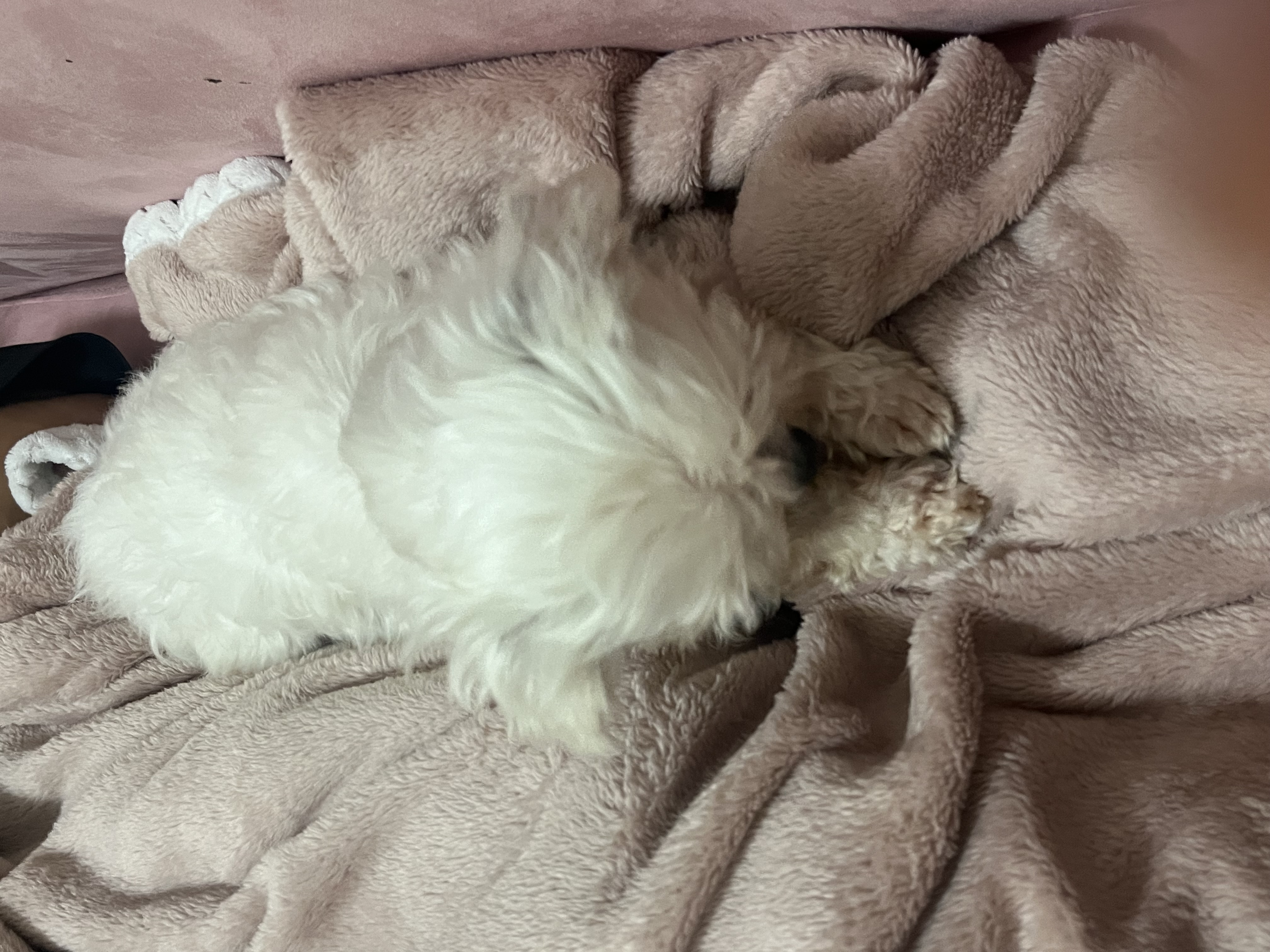 예티 임보 일주일차