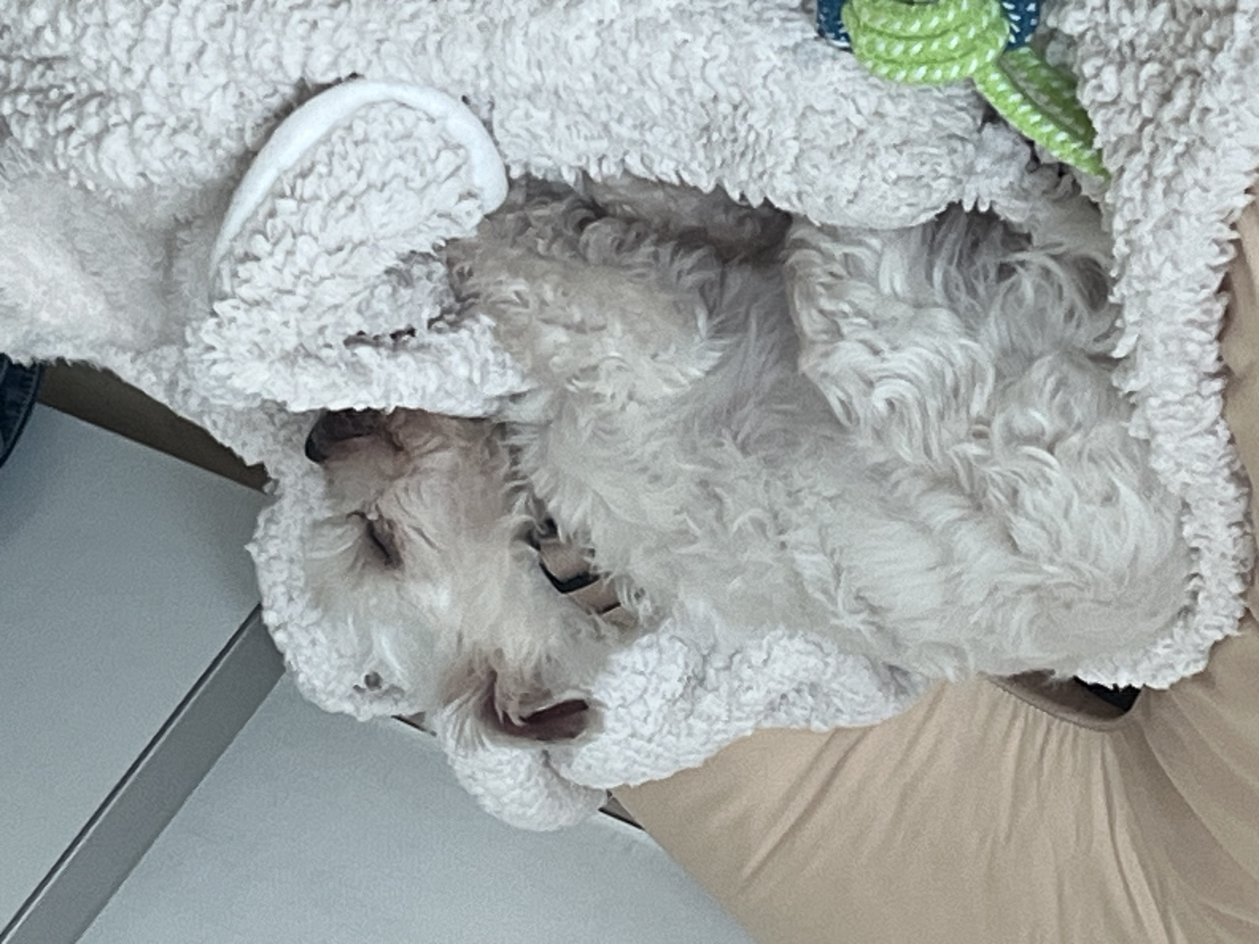 예티 임보 일주일차