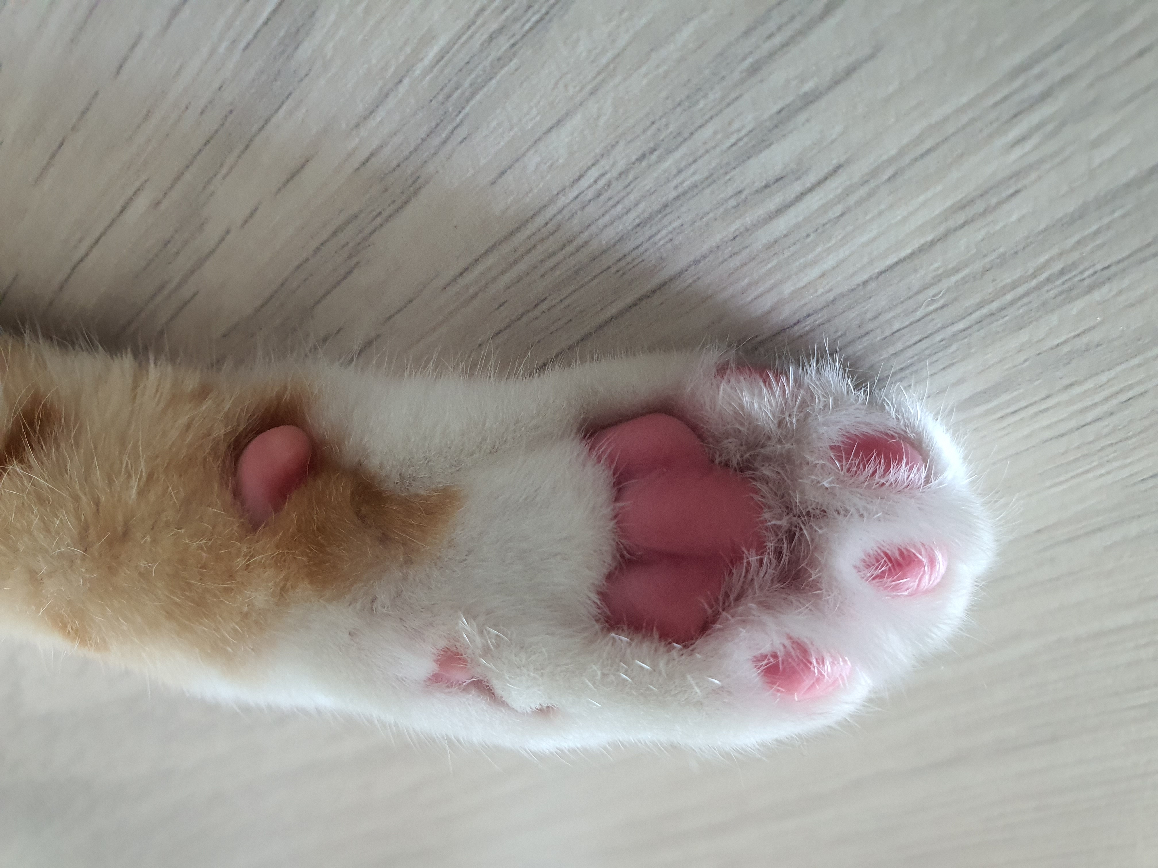 오랭이,조랭이 (늘봄,온봄이)