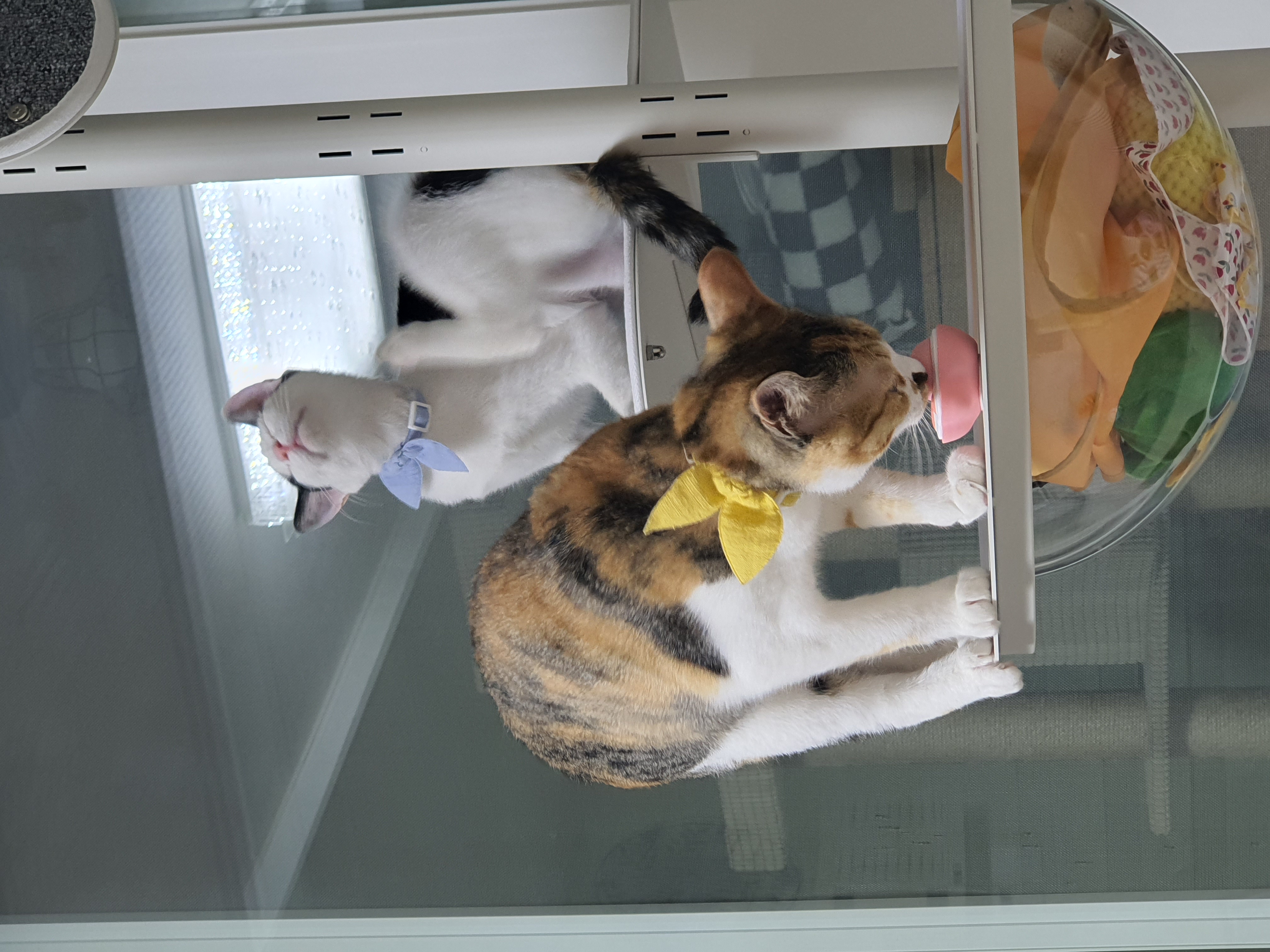 오랭이,조랭이 (늘봄,온봄이)