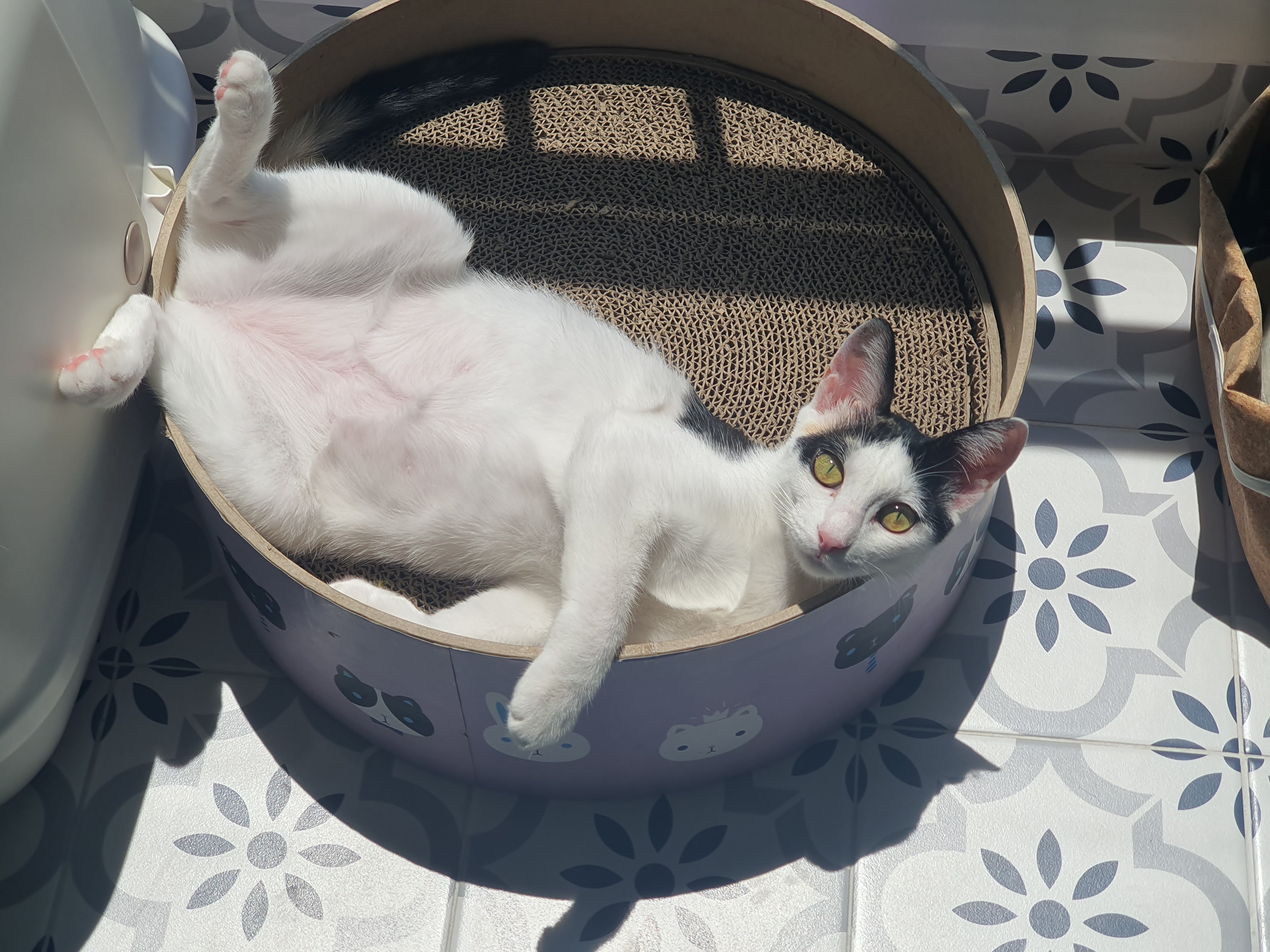 오랭이,조랭이 (늘봄,온봄이)