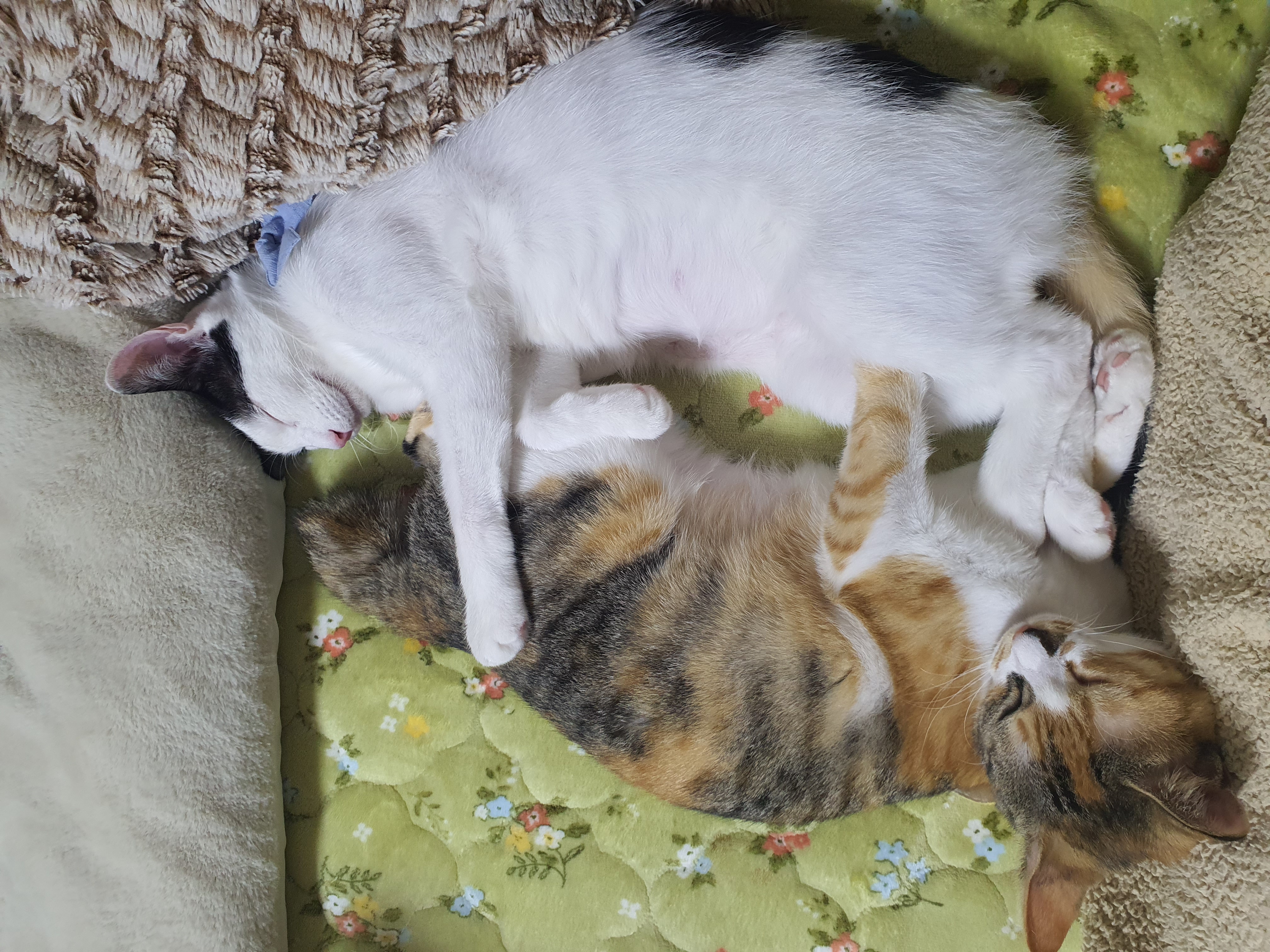 오랭이,조랭이 (늘봄,온봄이)