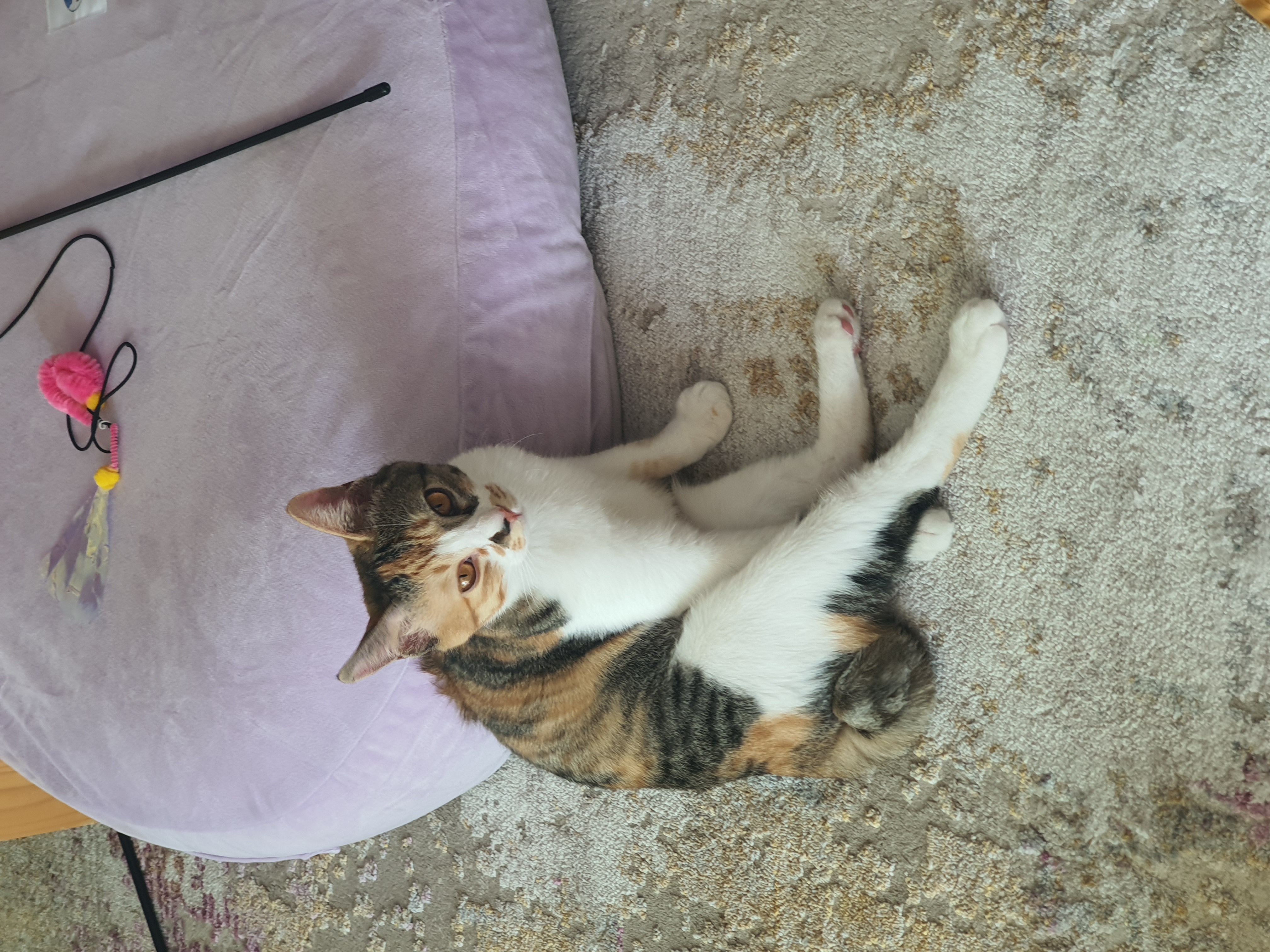 오랭이,조랭이 (늘봄,온봄이)