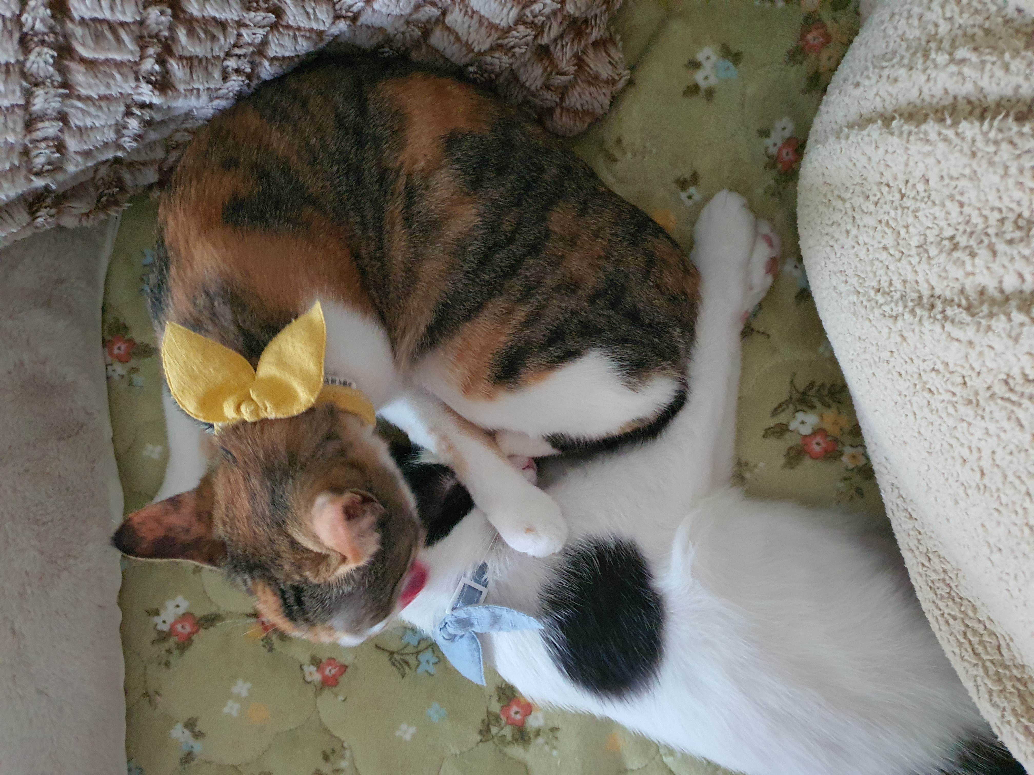 오랭이,조랭이 (늘봄,온봄이)