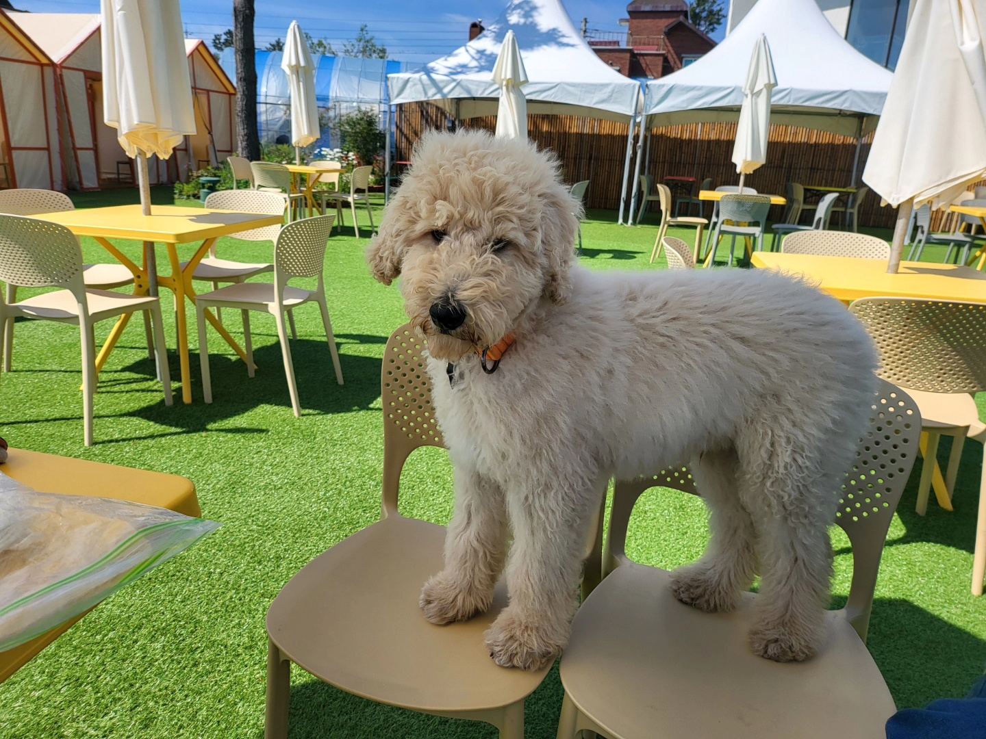 조루이 (푸돌이) 한달 입양기 입니다