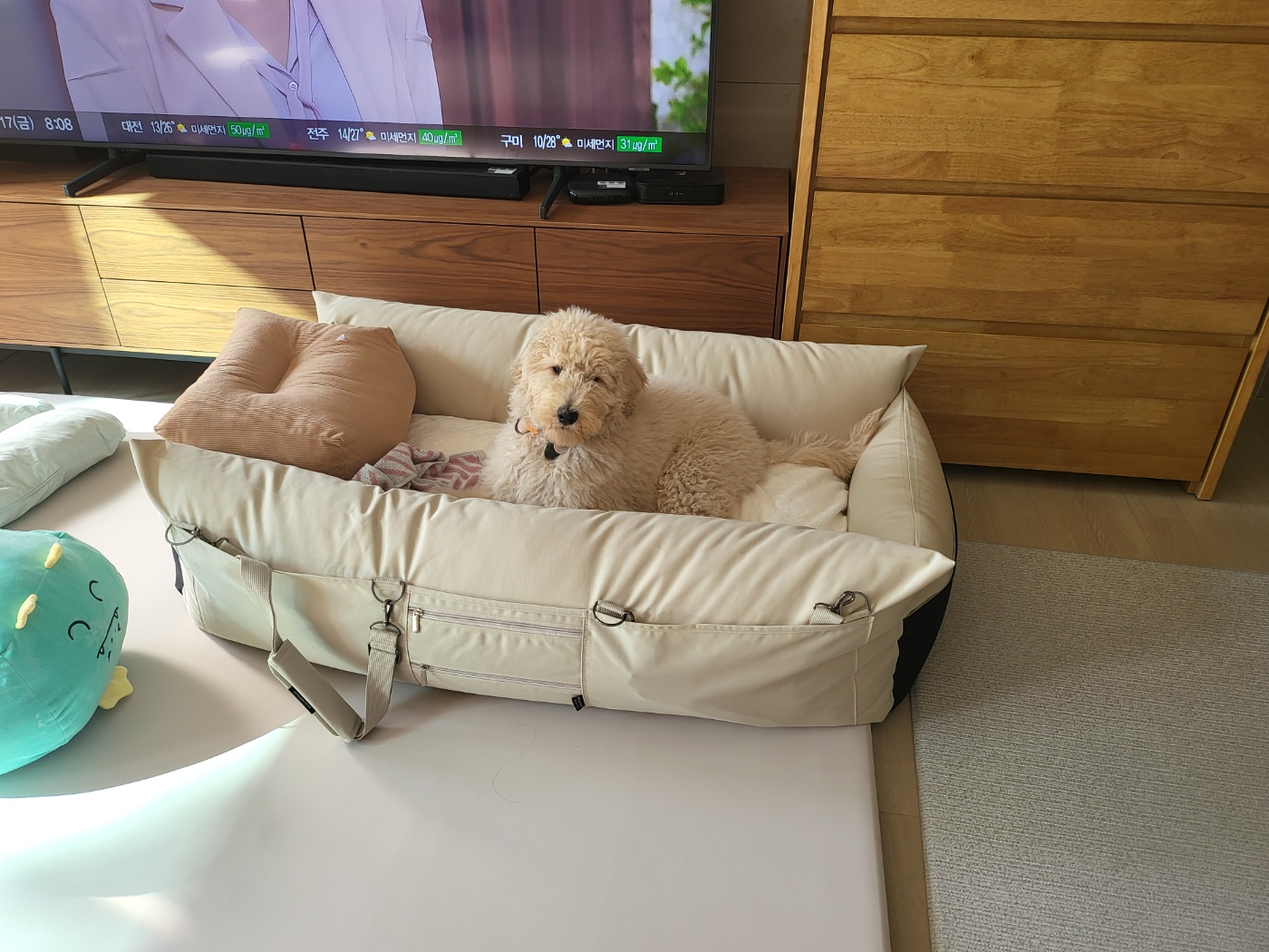 조루이 (푸돌이) 한달 입양기 입니다