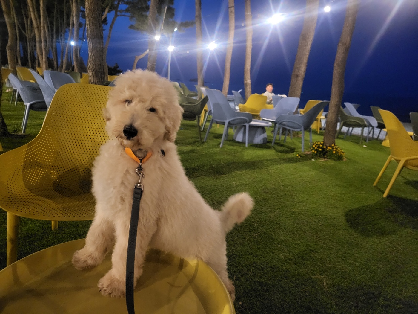 조루이 (푸돌이) 한달 입양기 입니다