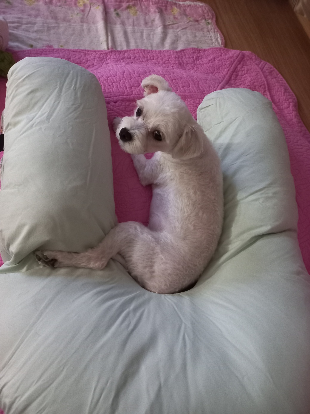 강온이(퐁이)임보한지 한달이 지나갔어요