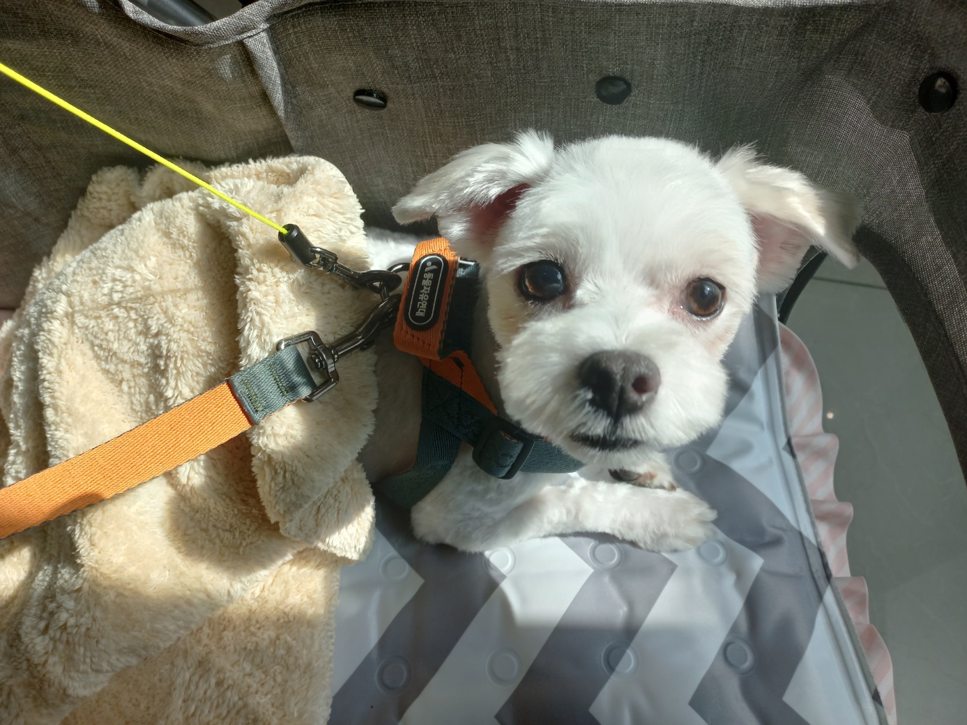 강온이(퐁이)임보한지 한달이 지나갔어요