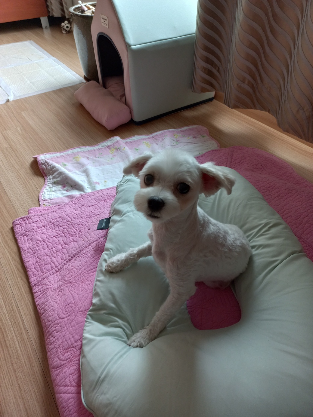 강온이(퐁이)임보한지 한달이 지나갔어요