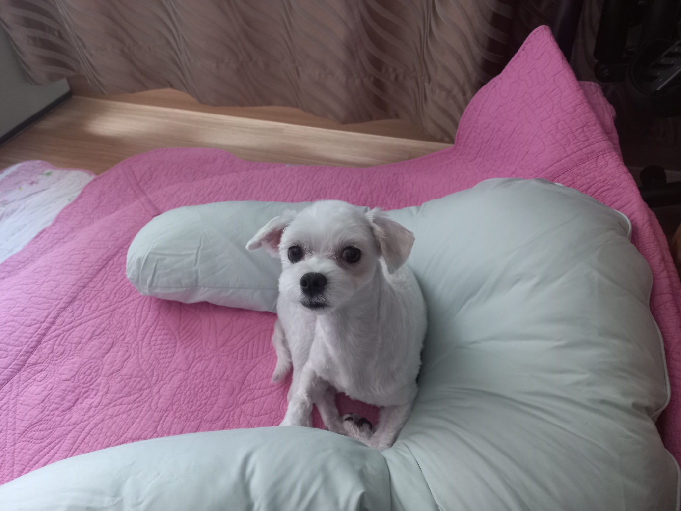 강온이(퐁이)임보한지 한달이 지나갔어요