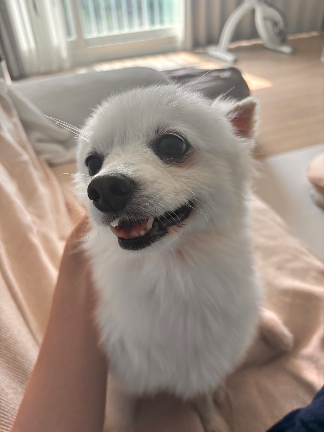 뽀해 임보이야기