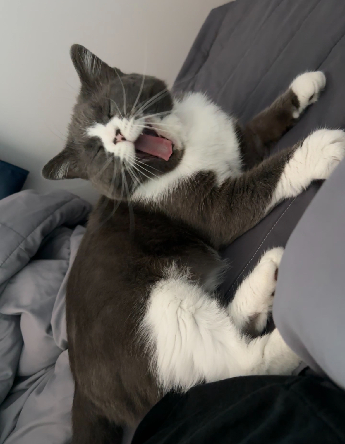 건우 입양전제 임시보호 일주일