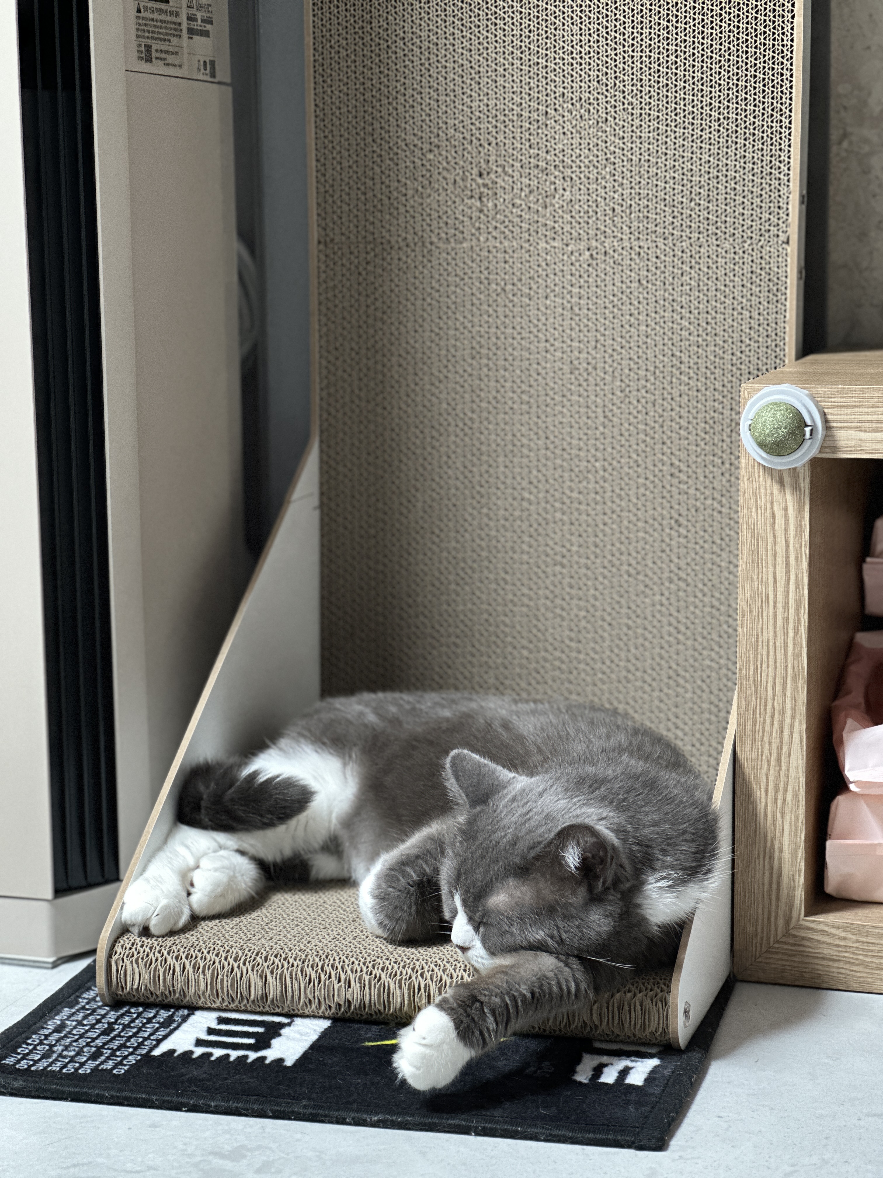 건우 입양전제 임시보호 일주일