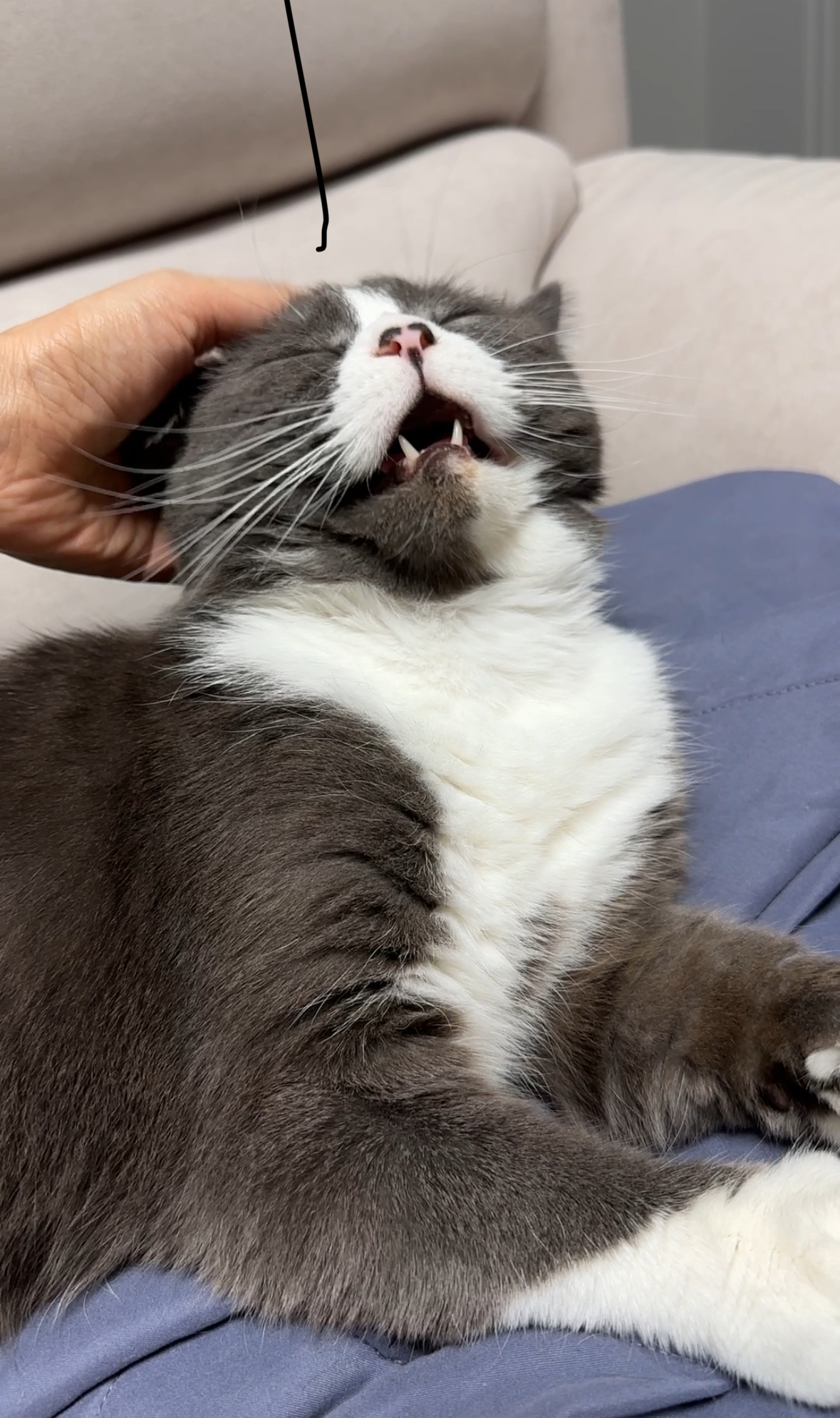 건우 입양전제 임시보호 일주일