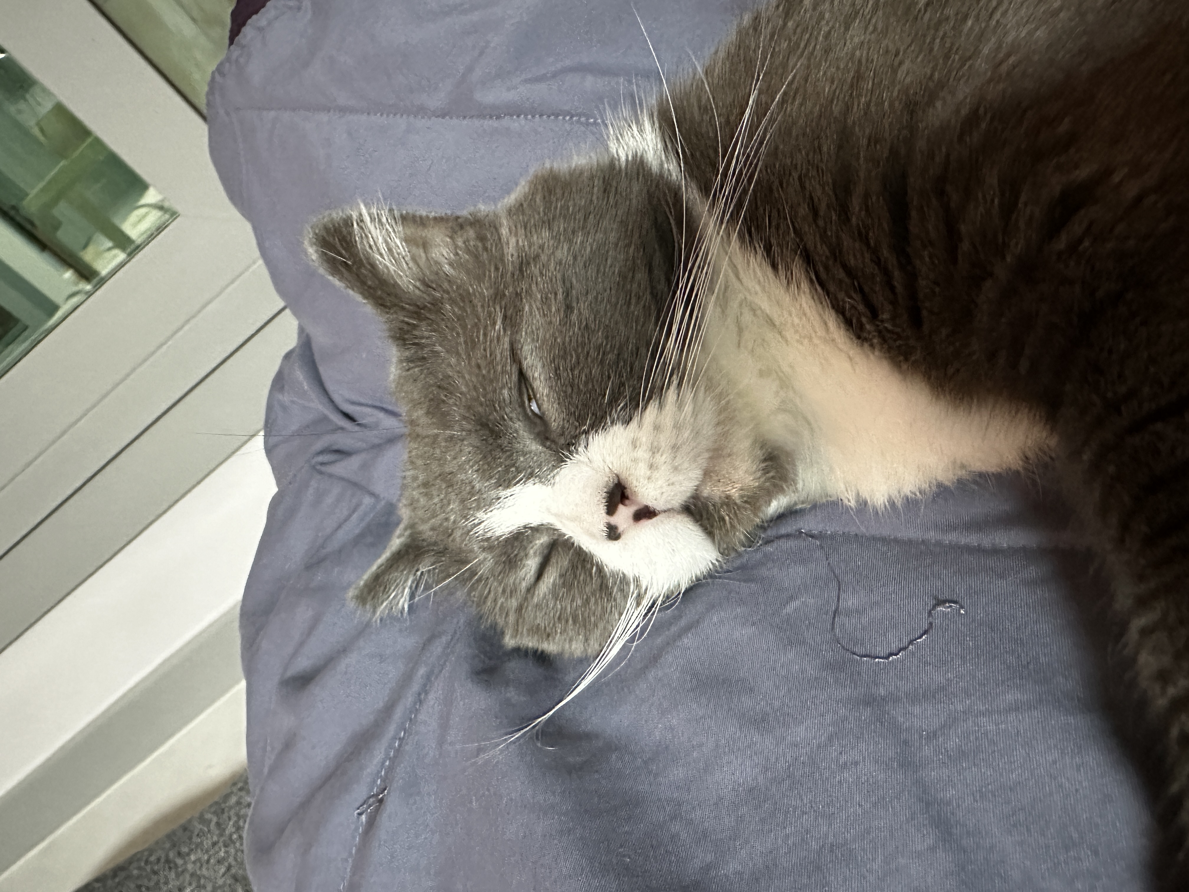 건우 입양전제 임시보호 일주일