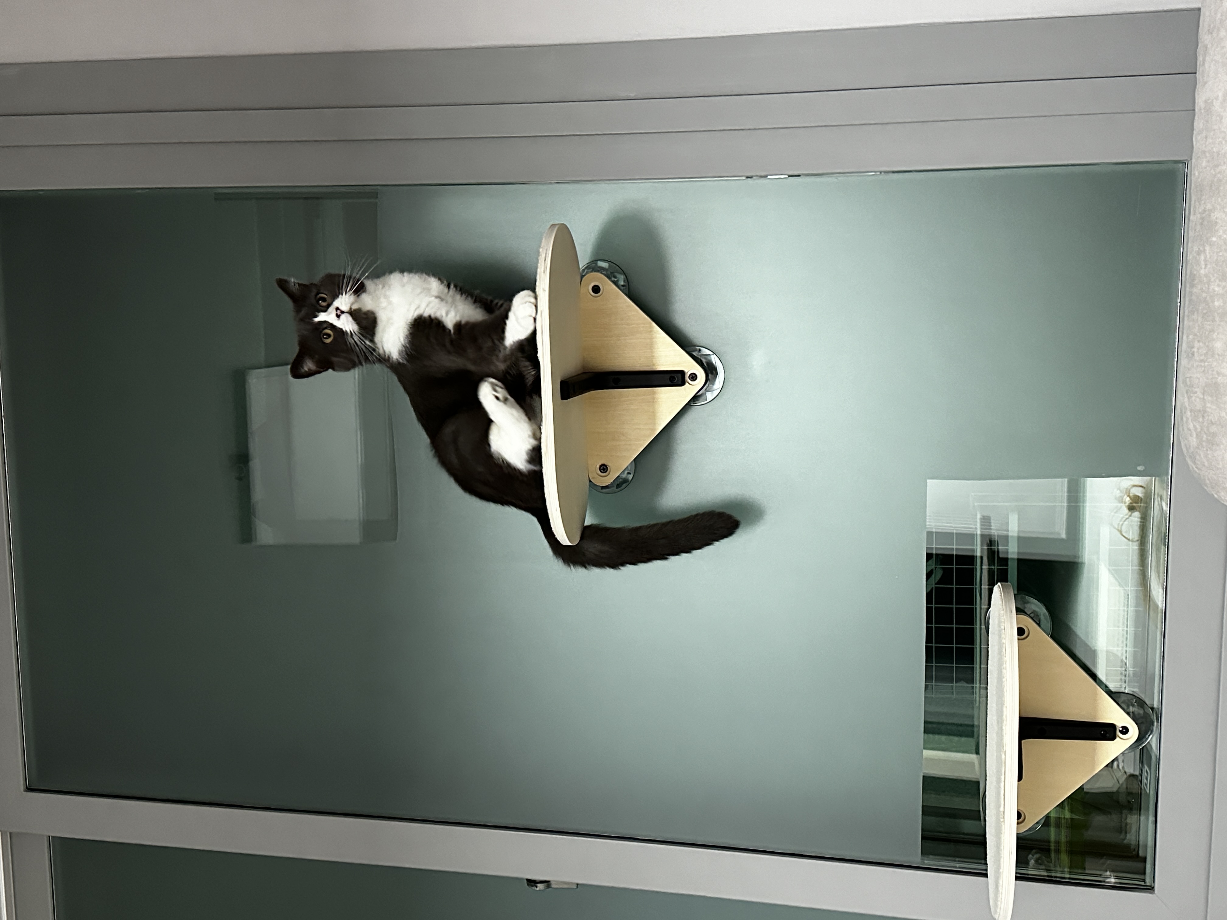 건우 입양전제 임시보호 일주일