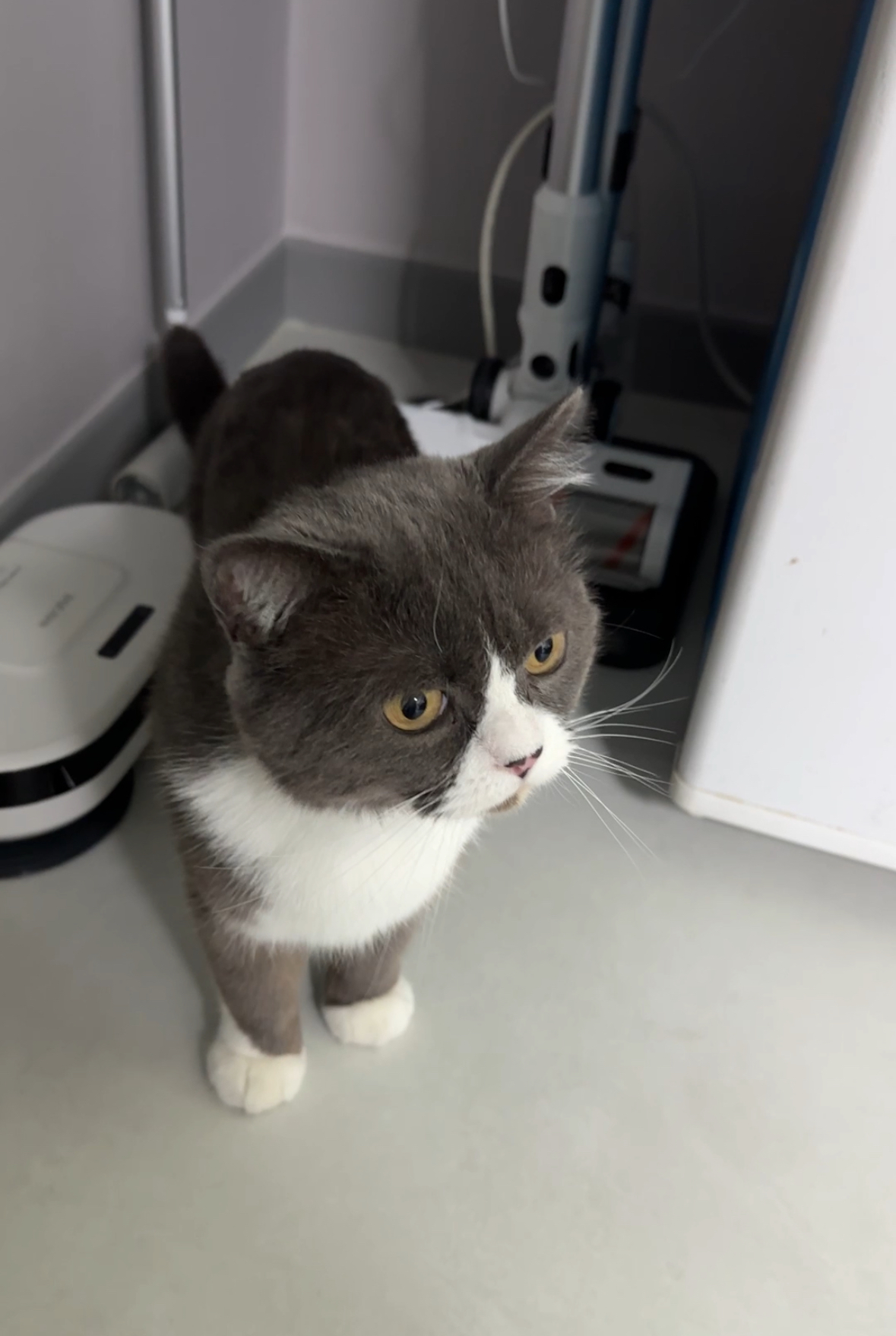 건우 입양전제 임시보호 일주일