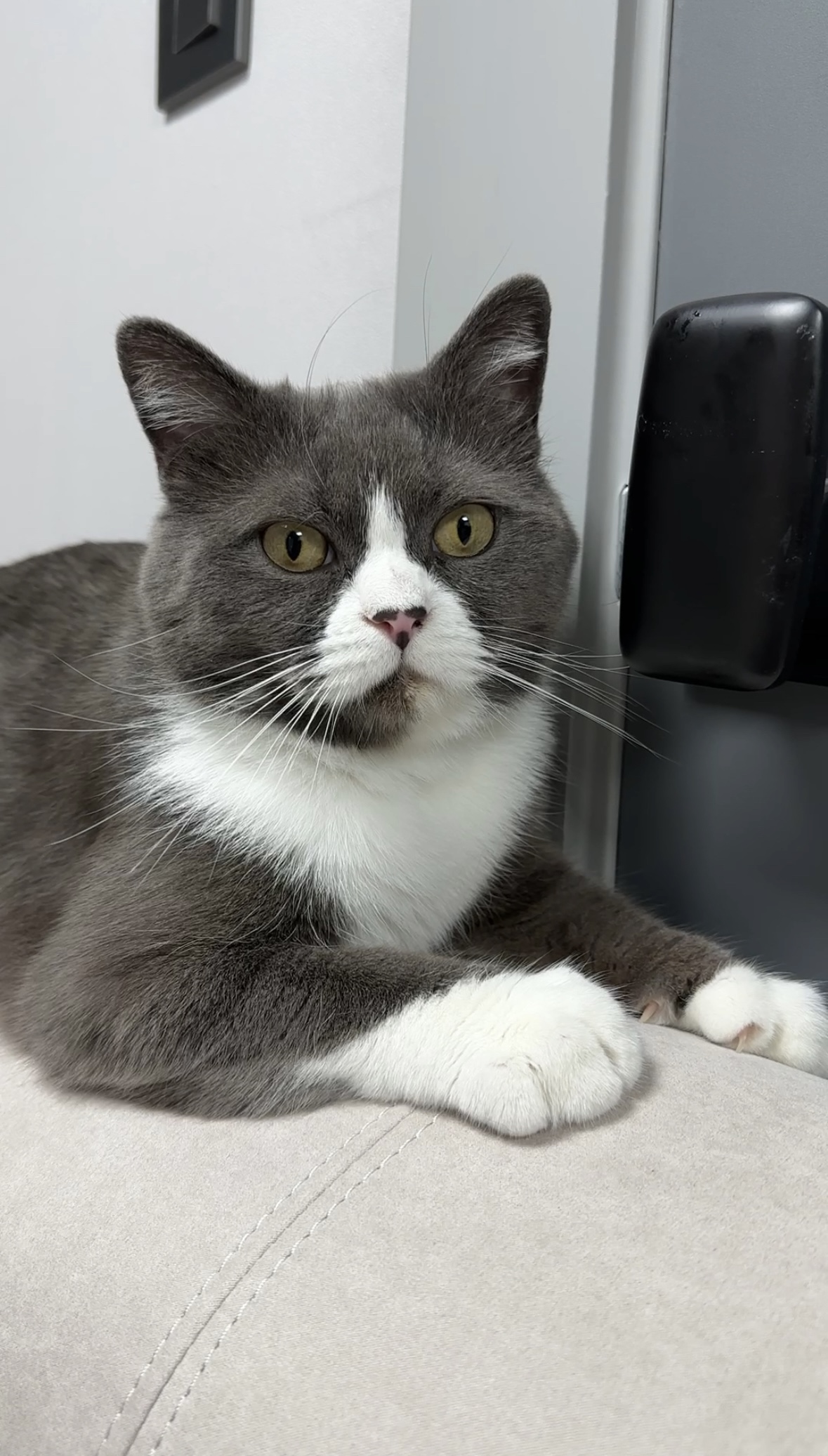 건우 입양전제 임시보호 일주일