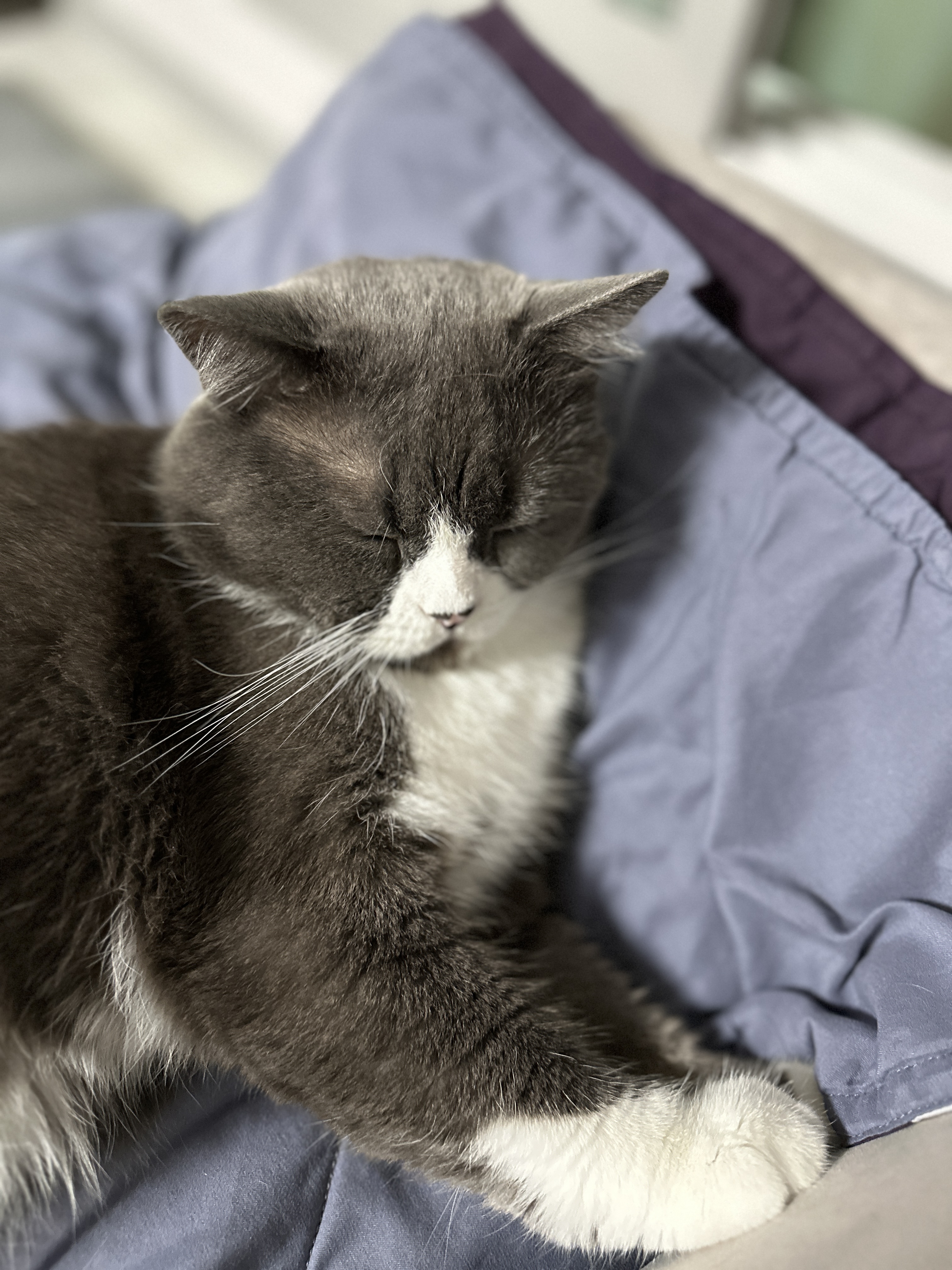 건우 입양전제 임시보호 일주일