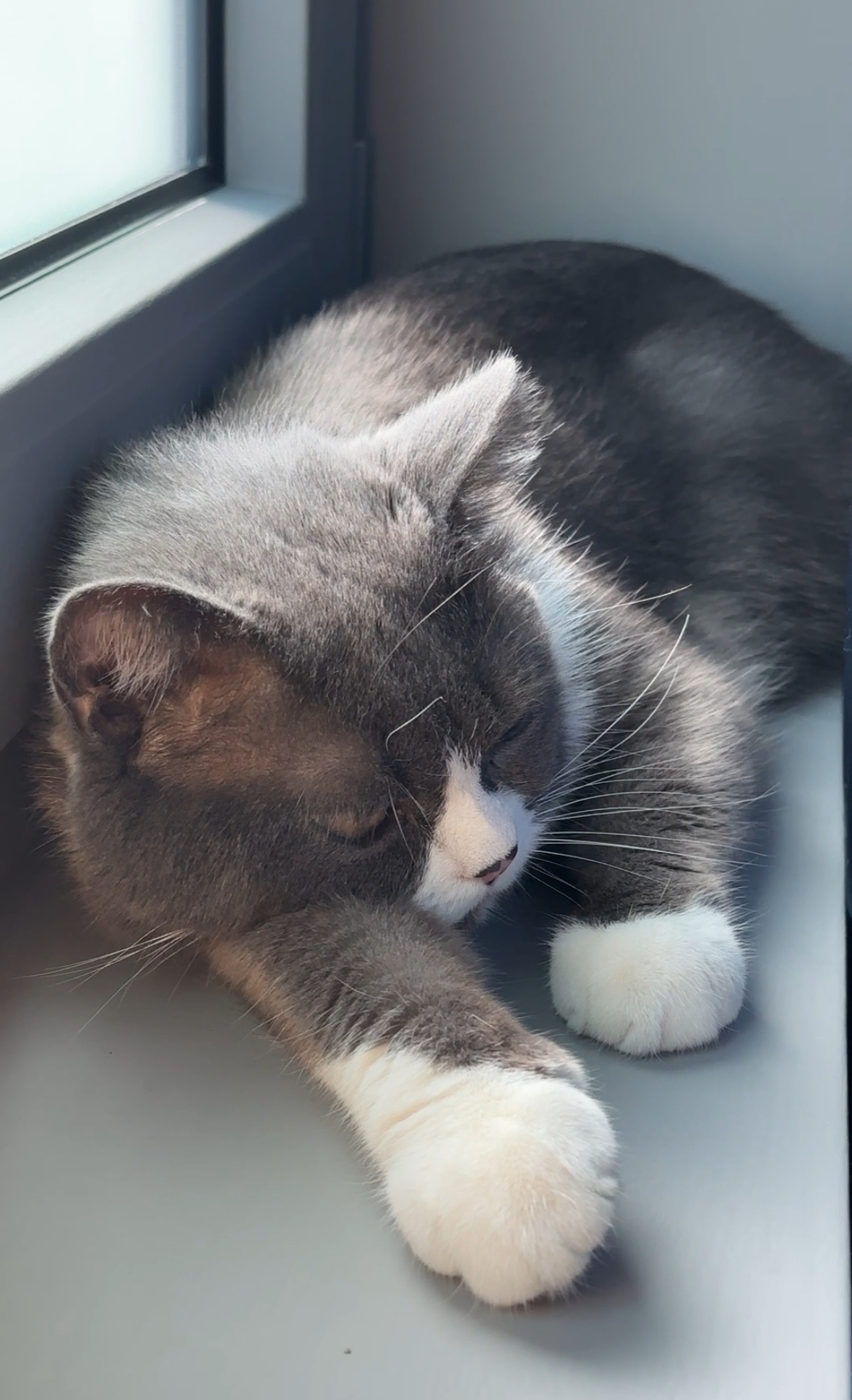 건우 입양전제 임시보호 일주일