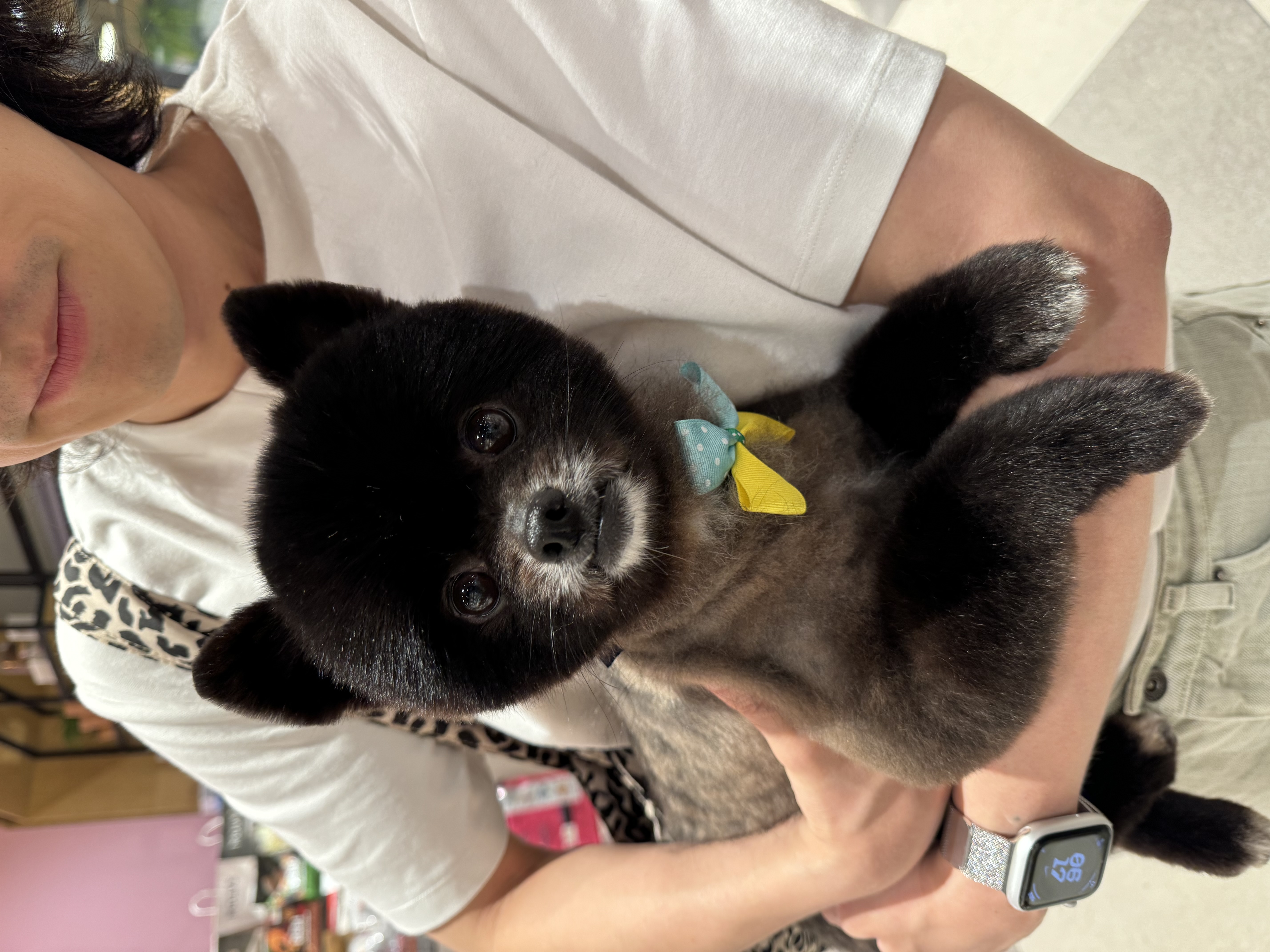 반곰(현: 레오) 입양전제 임시보호 한달 후기 입니다