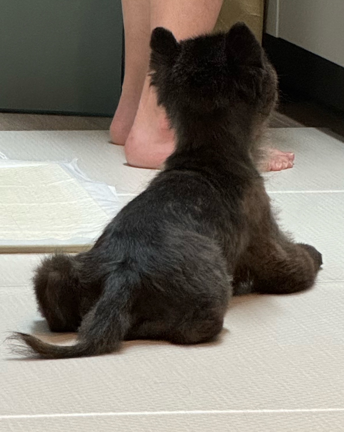 반곰(현: 레오) 입양전제 임시보호 한달 후기 입니다