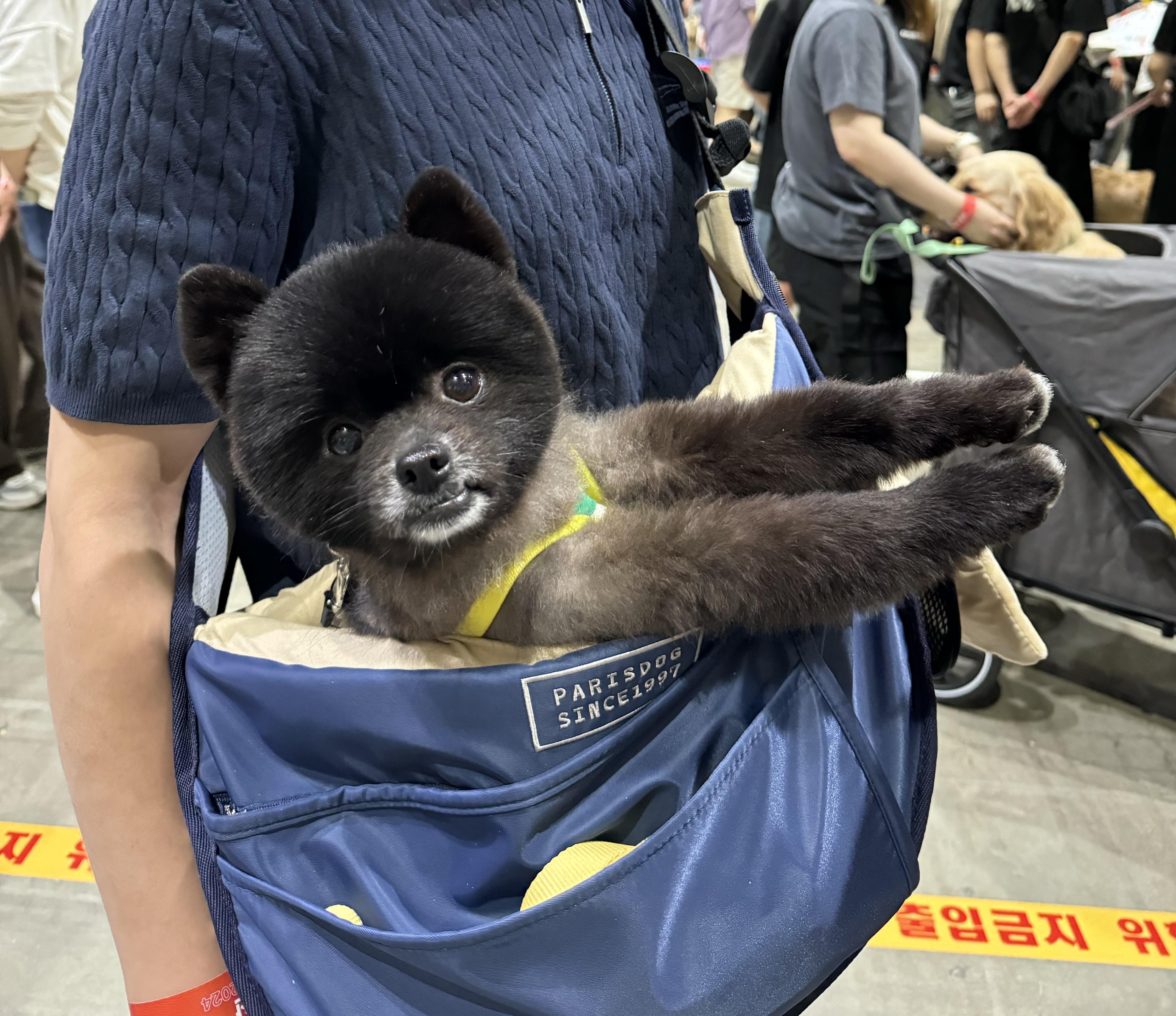 반곰(현: 레오) 입양전제 임시보호 한달 후기 입니다