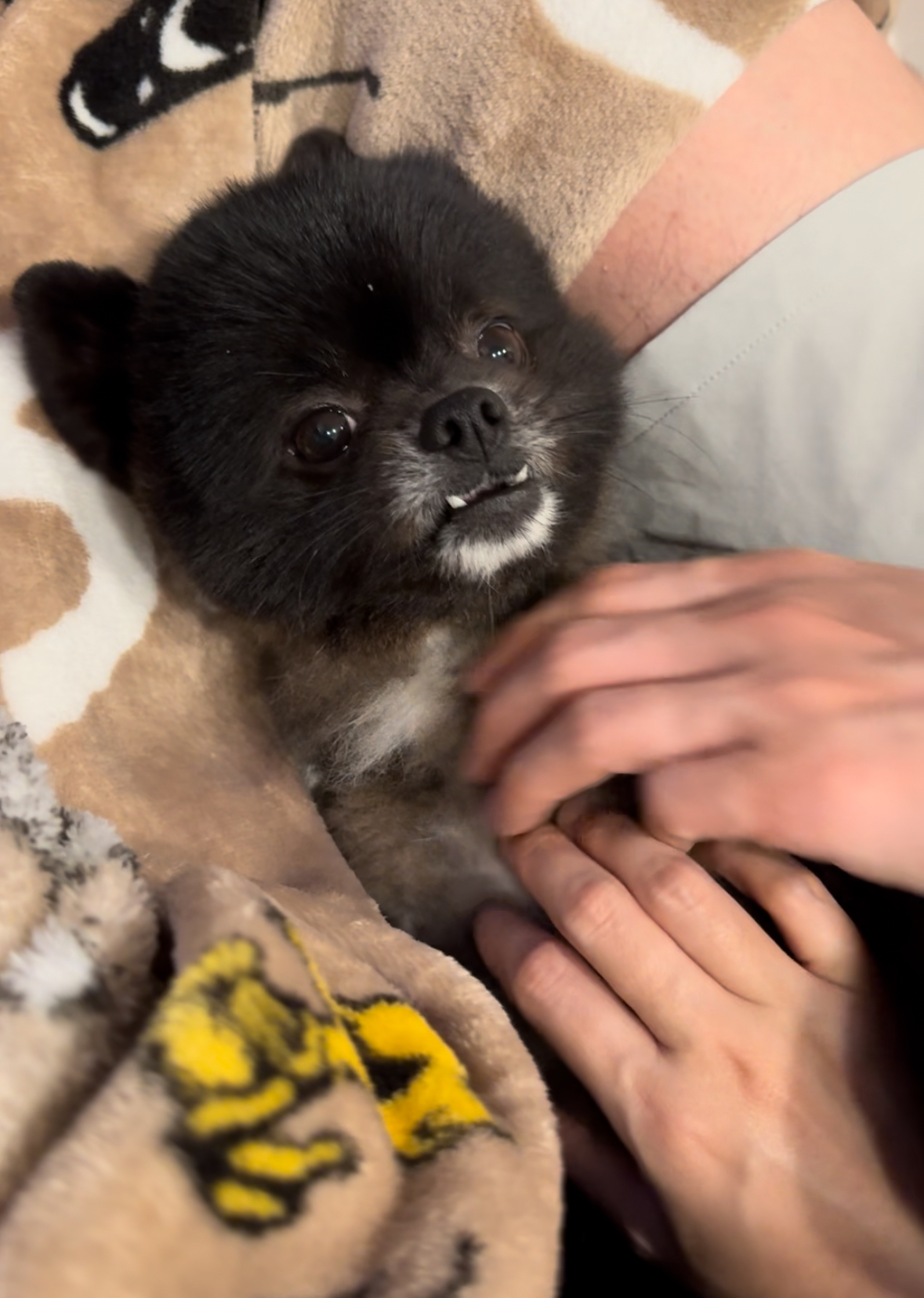 반곰(현: 레오) 입양전제 임시보호 한달 후기 입니다