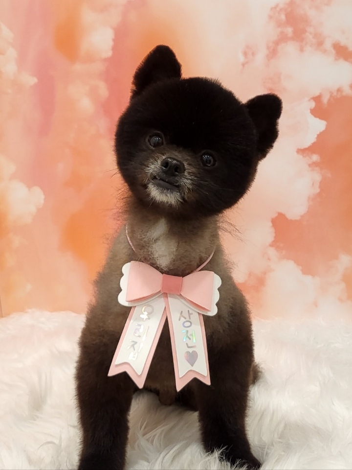 반곰(현: 레오) 입양전제 임시보호 한달 후기 입니다