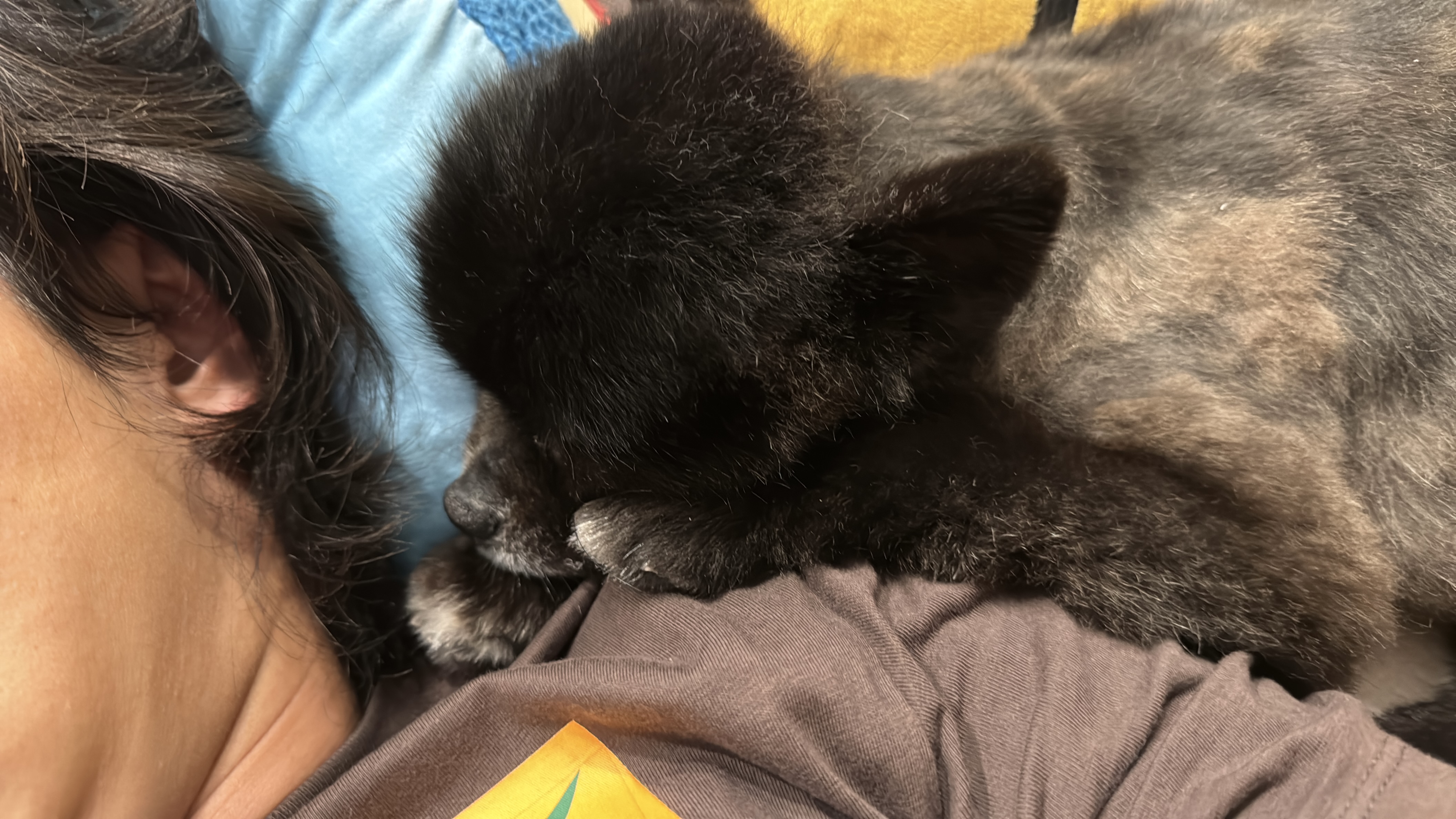 반곰(현: 레오) 입양전제 임시보호 한달 후기 입니다